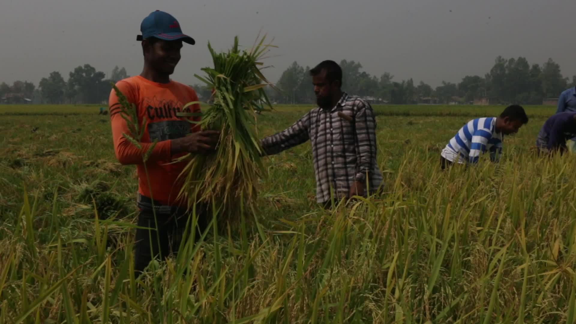 Rice Harvesting in Naogaon 