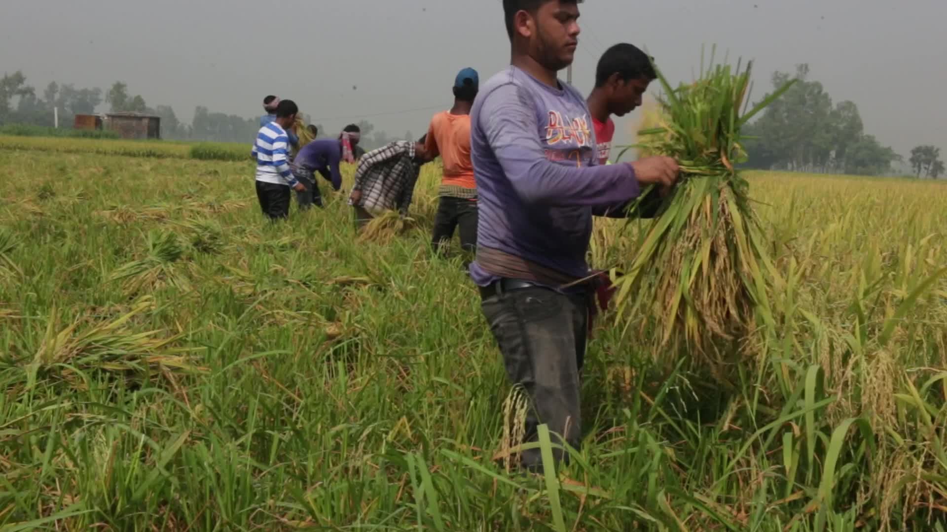 Rice Harvesting in Naogaon 