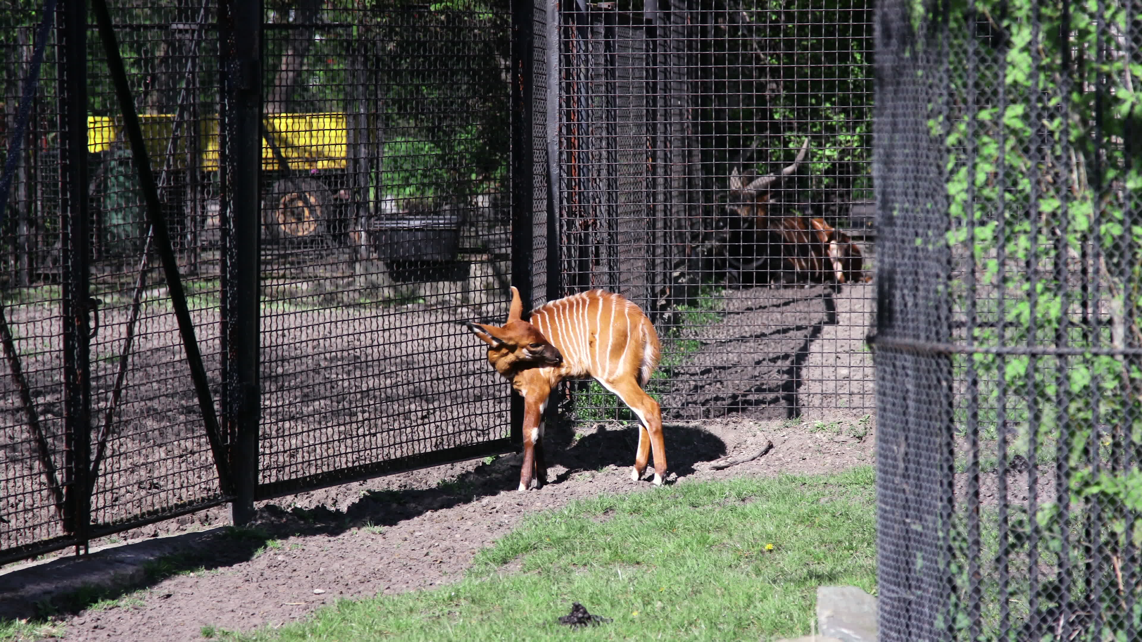 Endangered baby bongo born at Warsaw Zoo