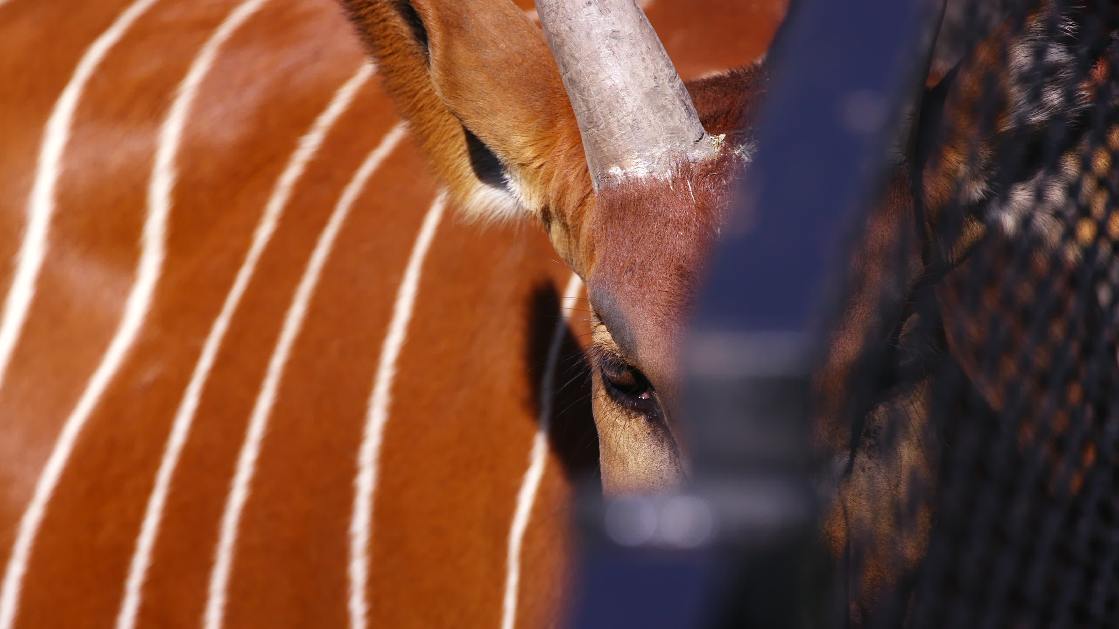 Endangered baby bongo born at Warsaw Zoo