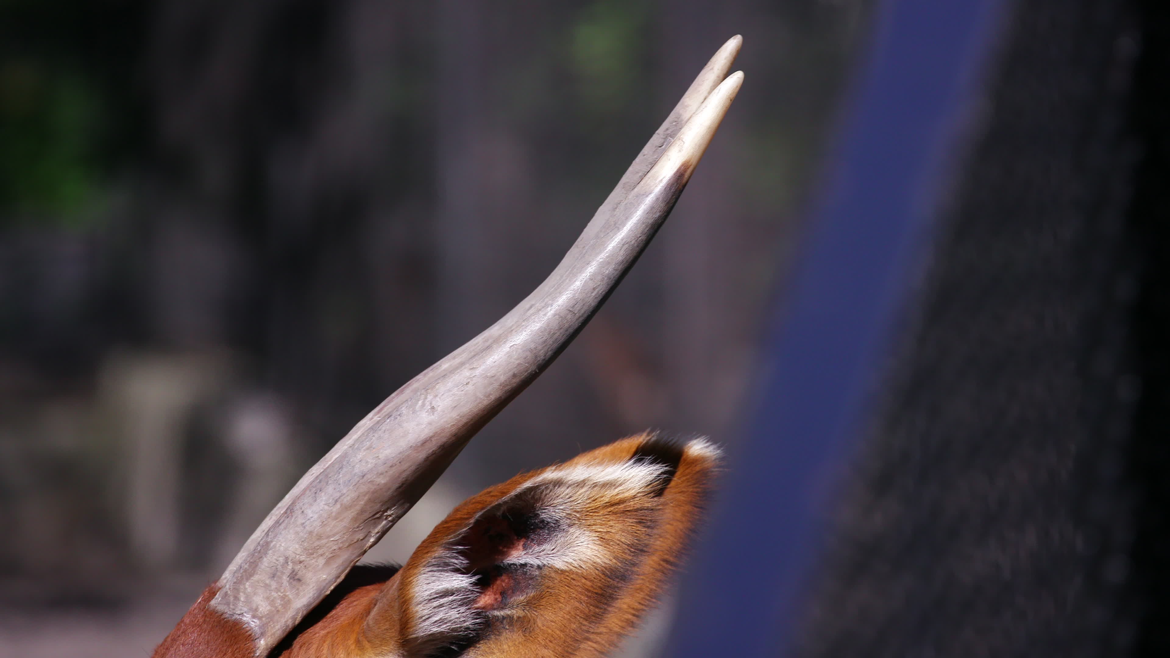 Endangered baby bongo born at Warsaw Zoo