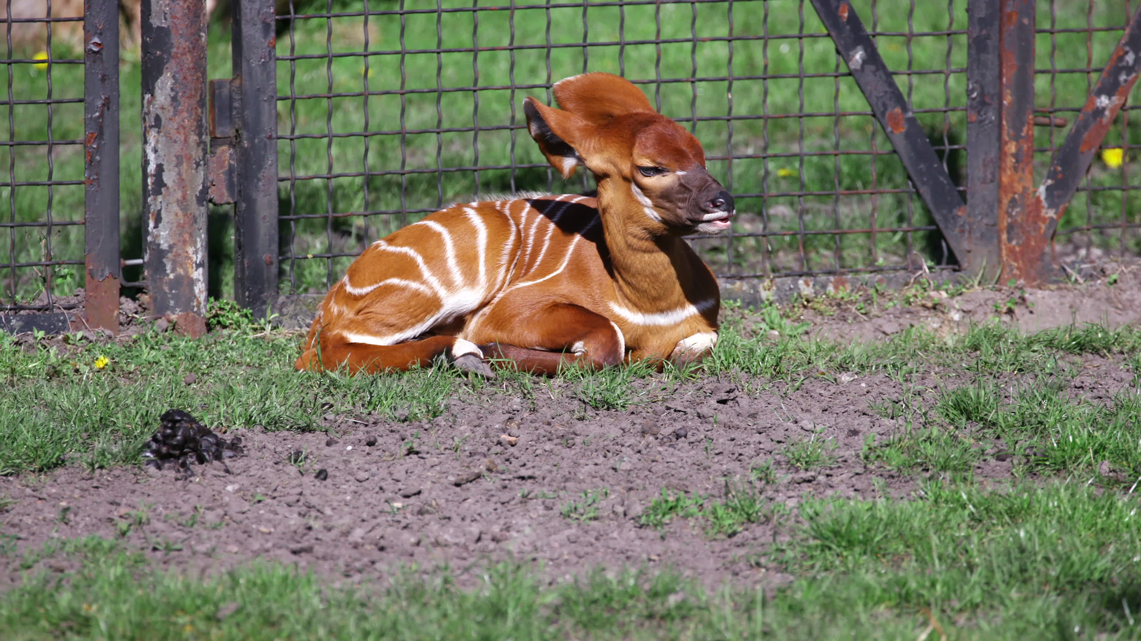 Endangered baby bongo born at Warsaw Zoo