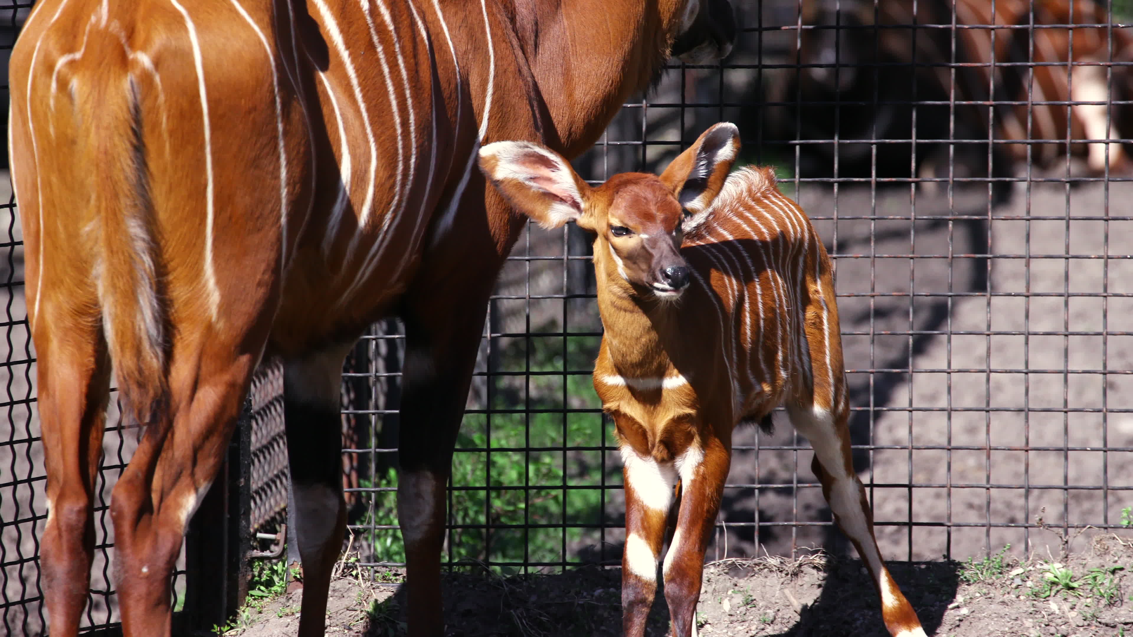 Endangered baby bongo born at Warsaw Zoo