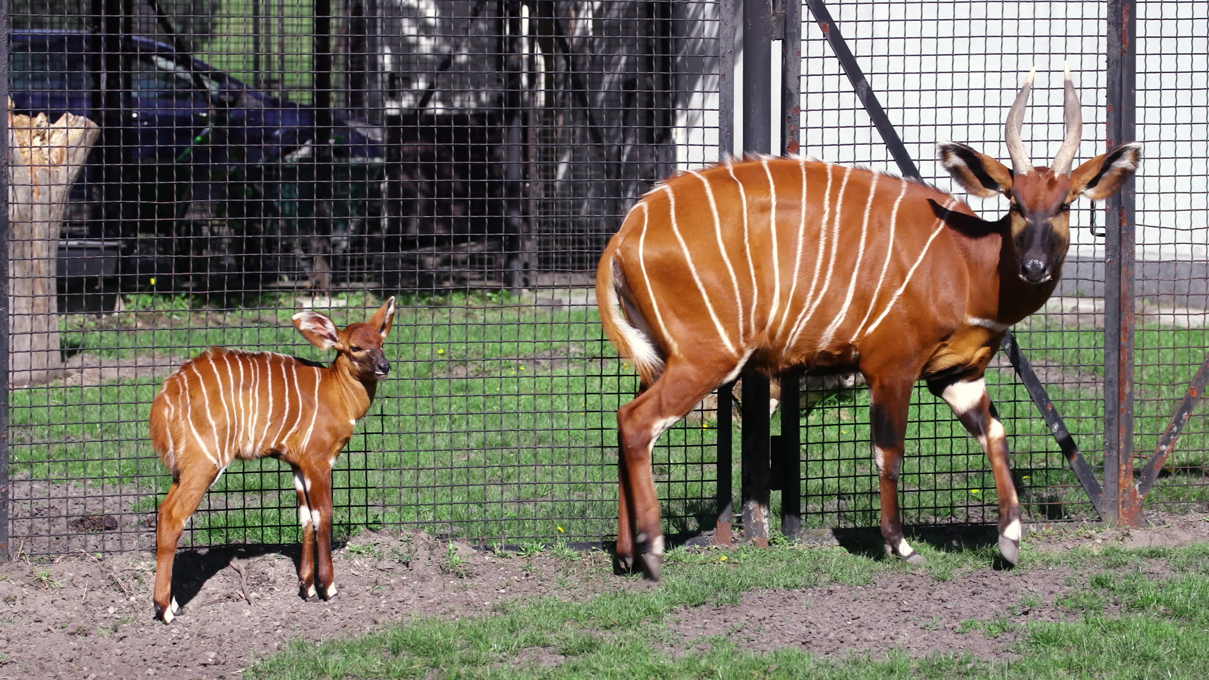 Endangered baby bongo born at Warsaw Zoo