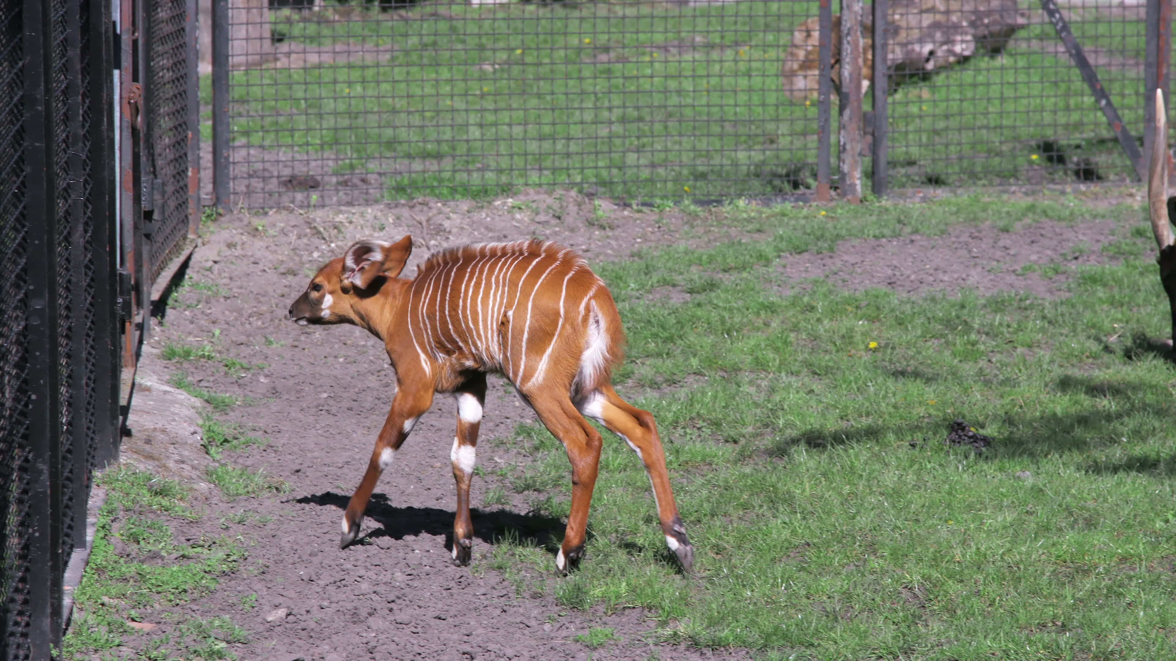 Endangered baby bongo born at Warsaw Zoo