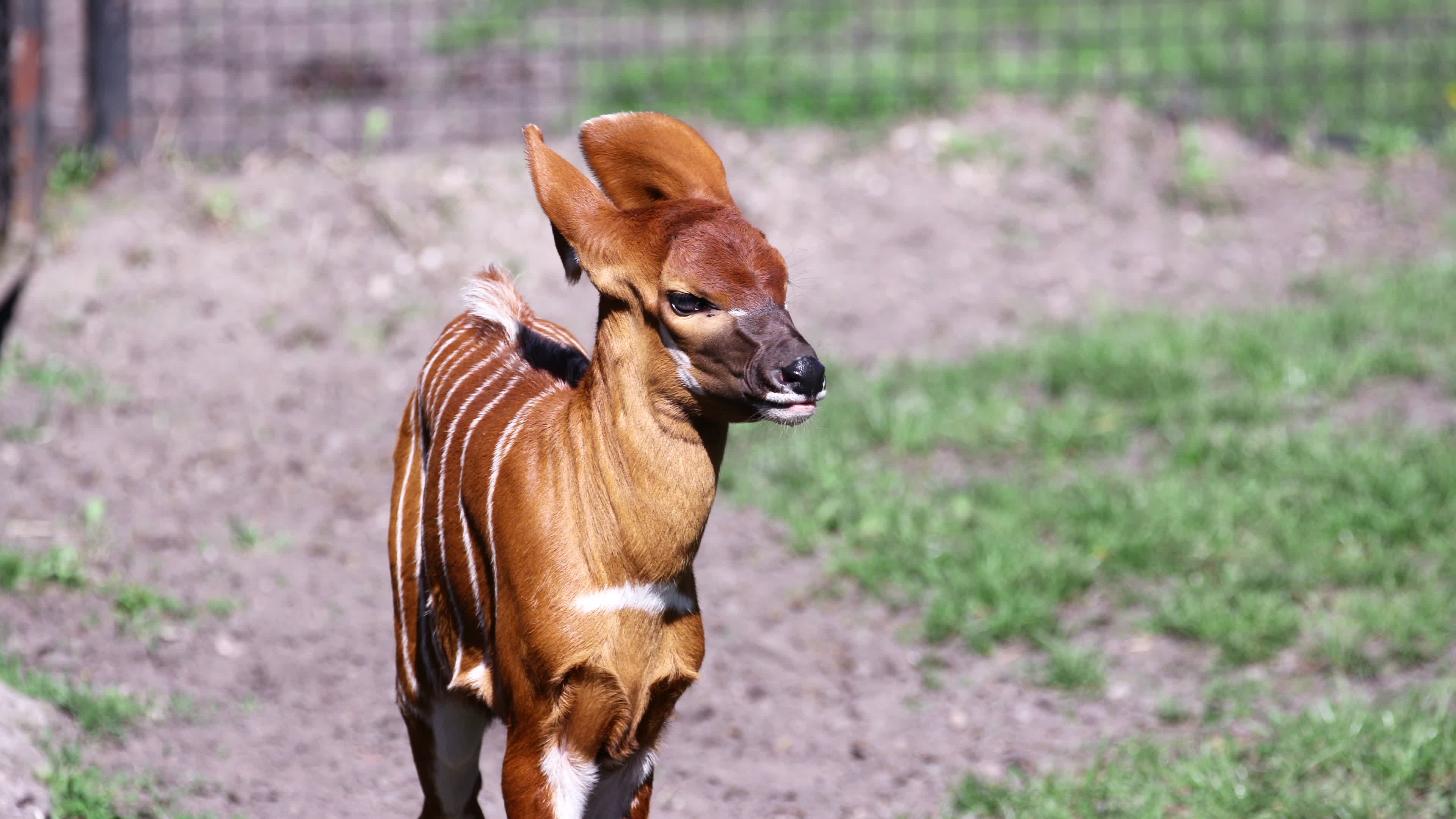 Endangered baby bongo born at Warsaw Zoo