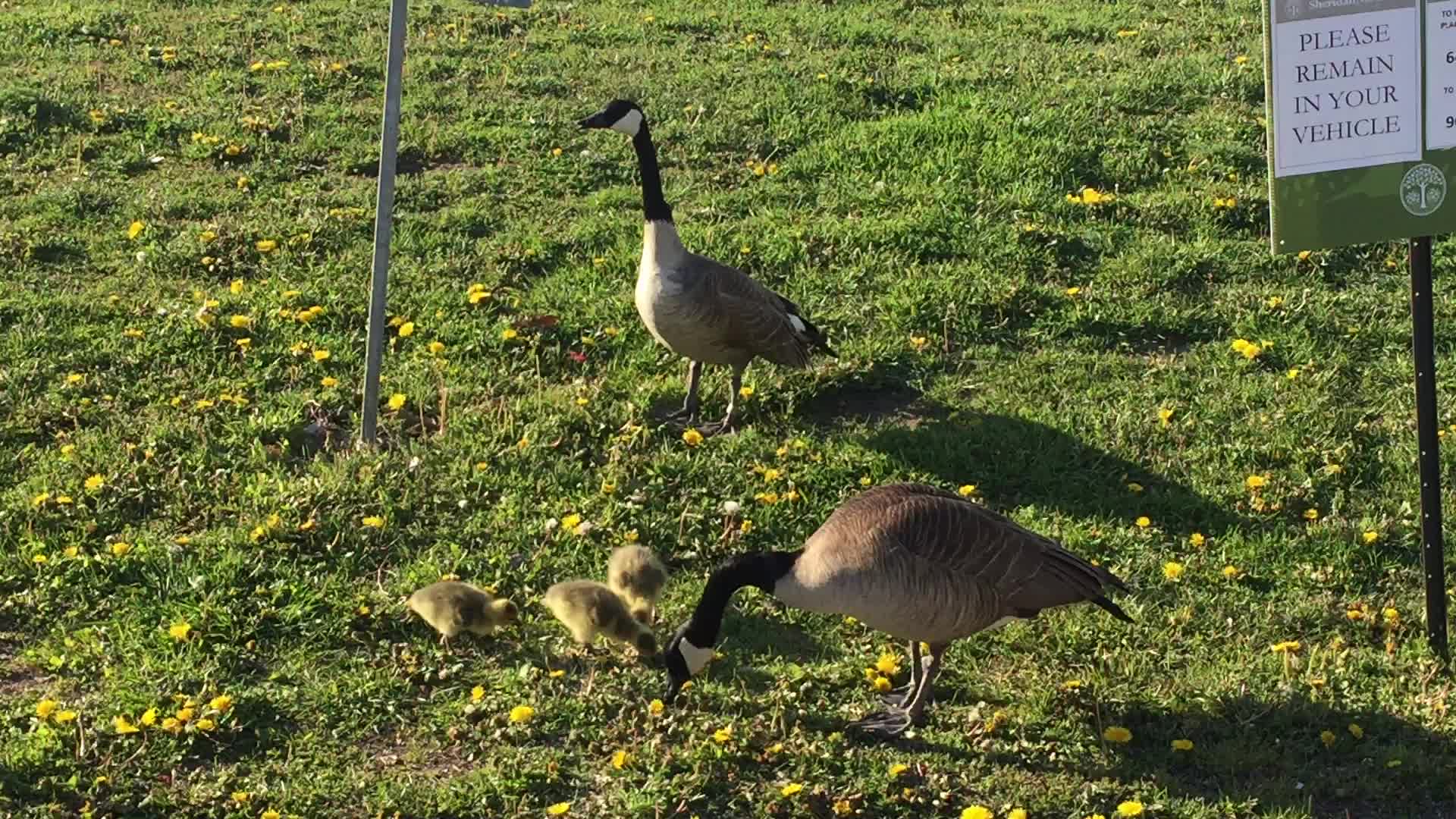 Canada geese and goslings 