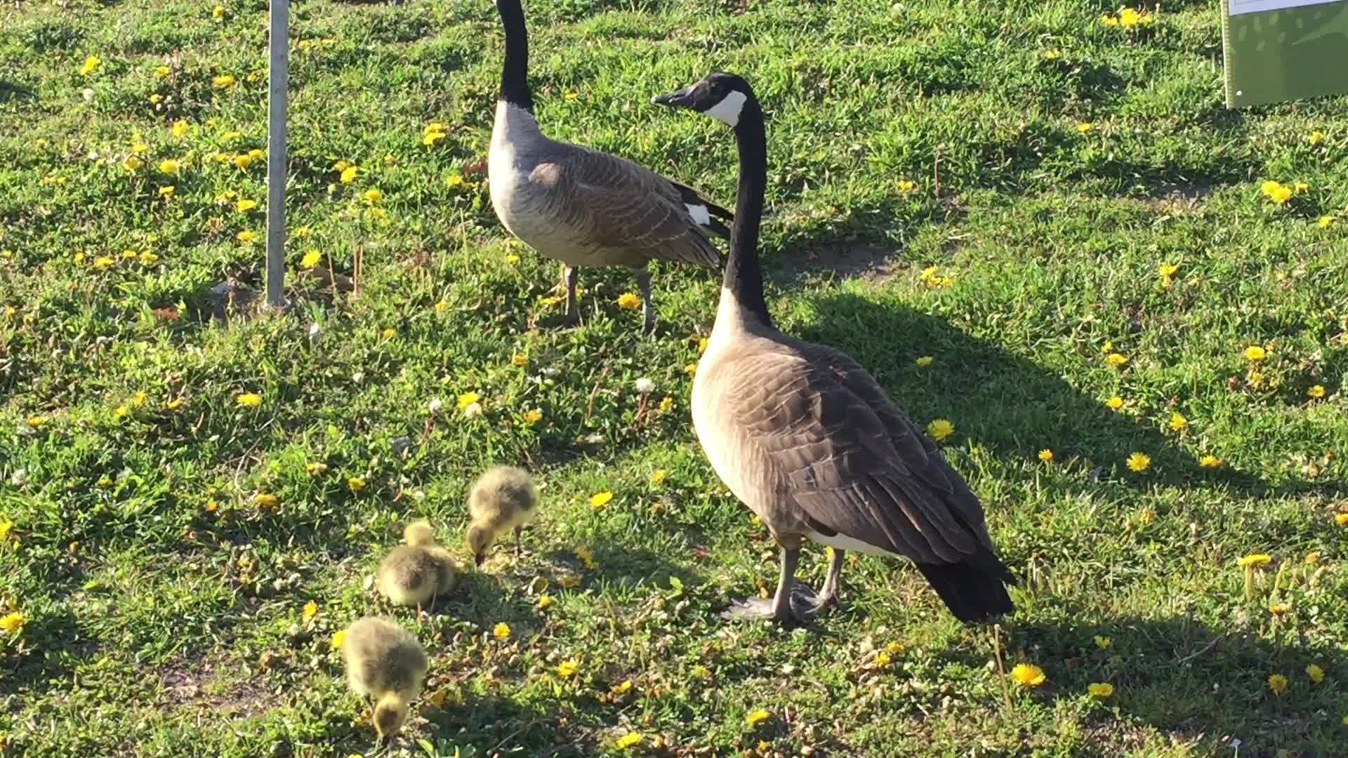 Canada geese and goslings 