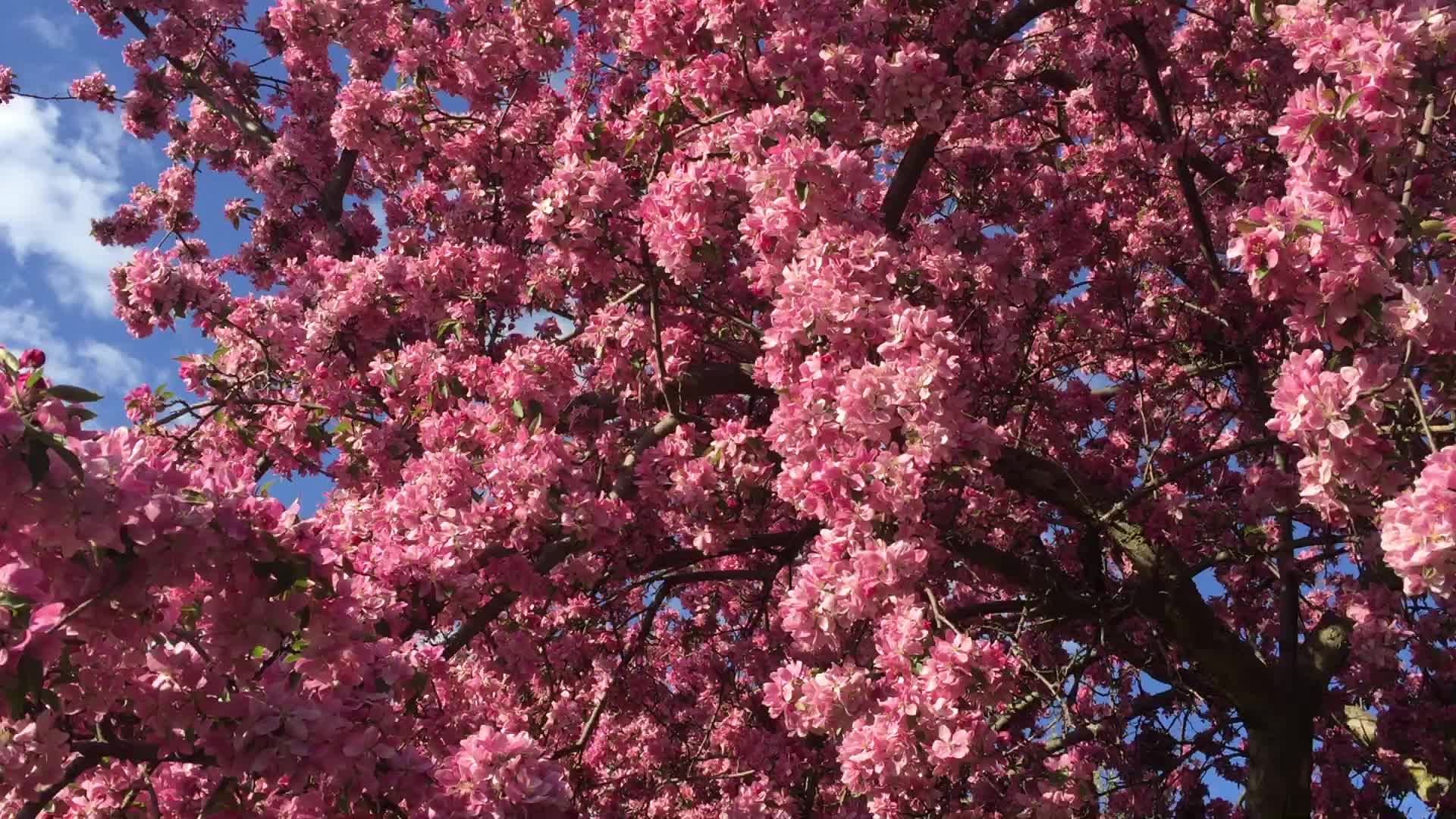 Spring Season in Canada