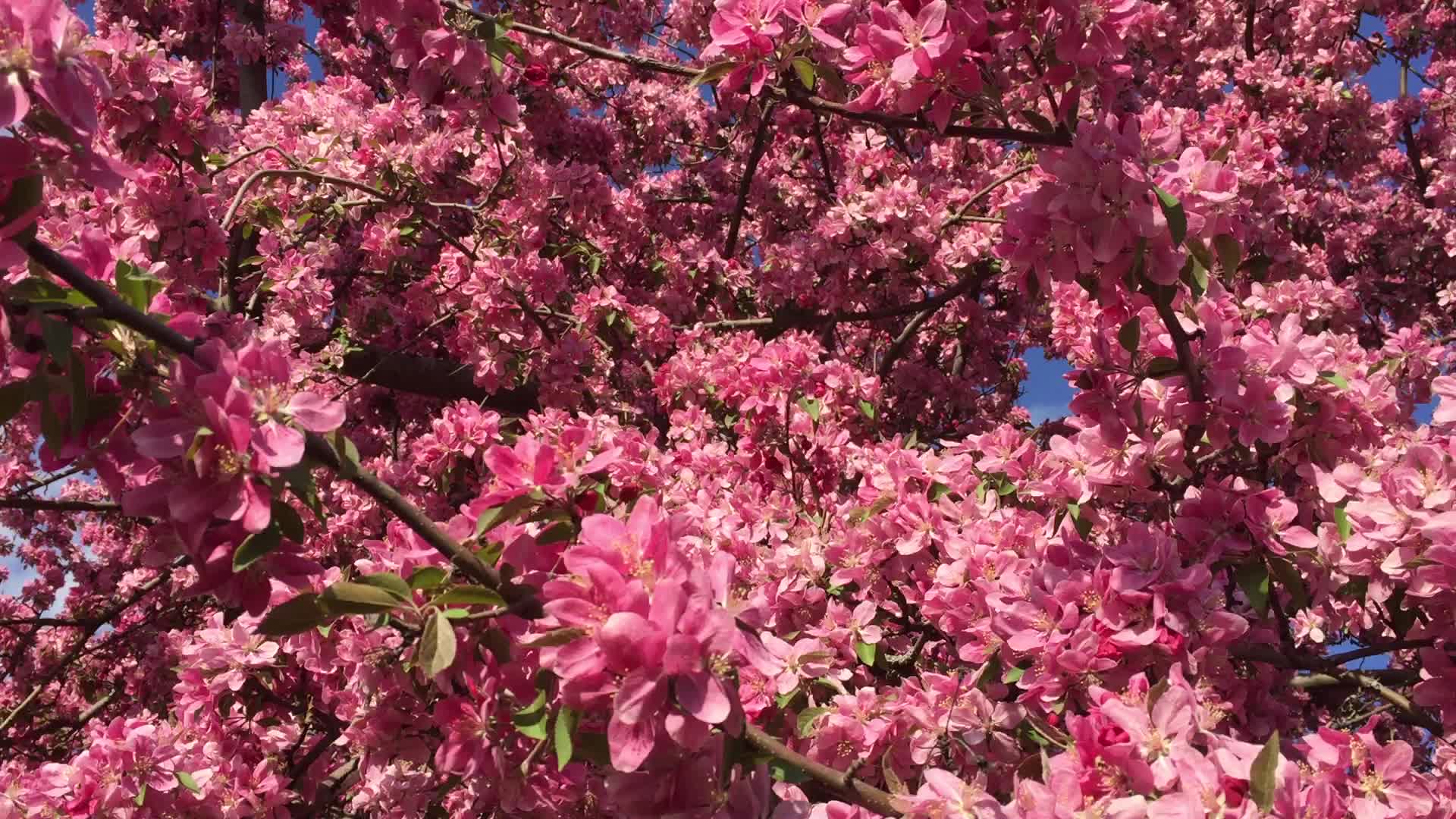 Spring Season in Canada