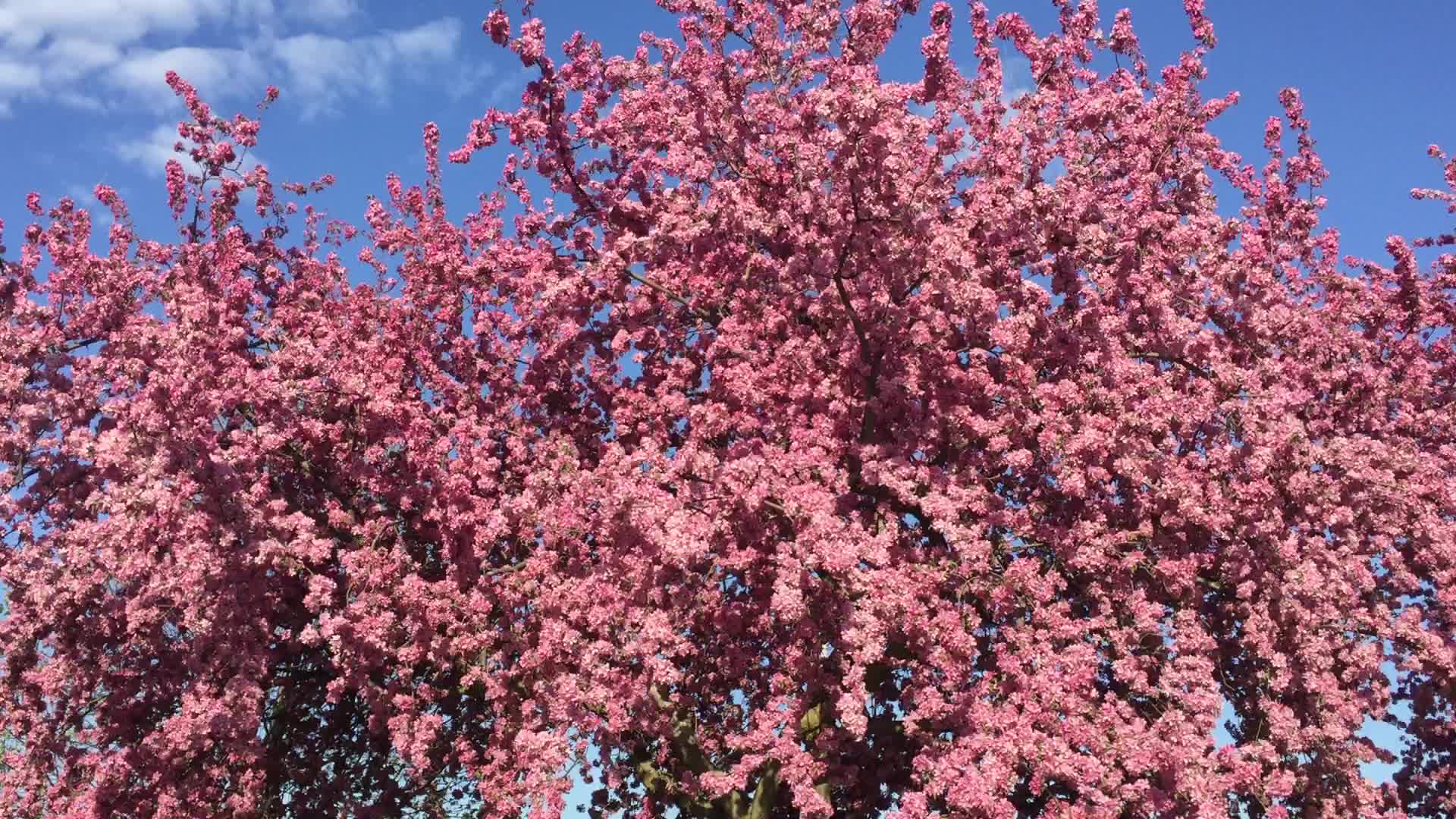 Spring Season in Canada