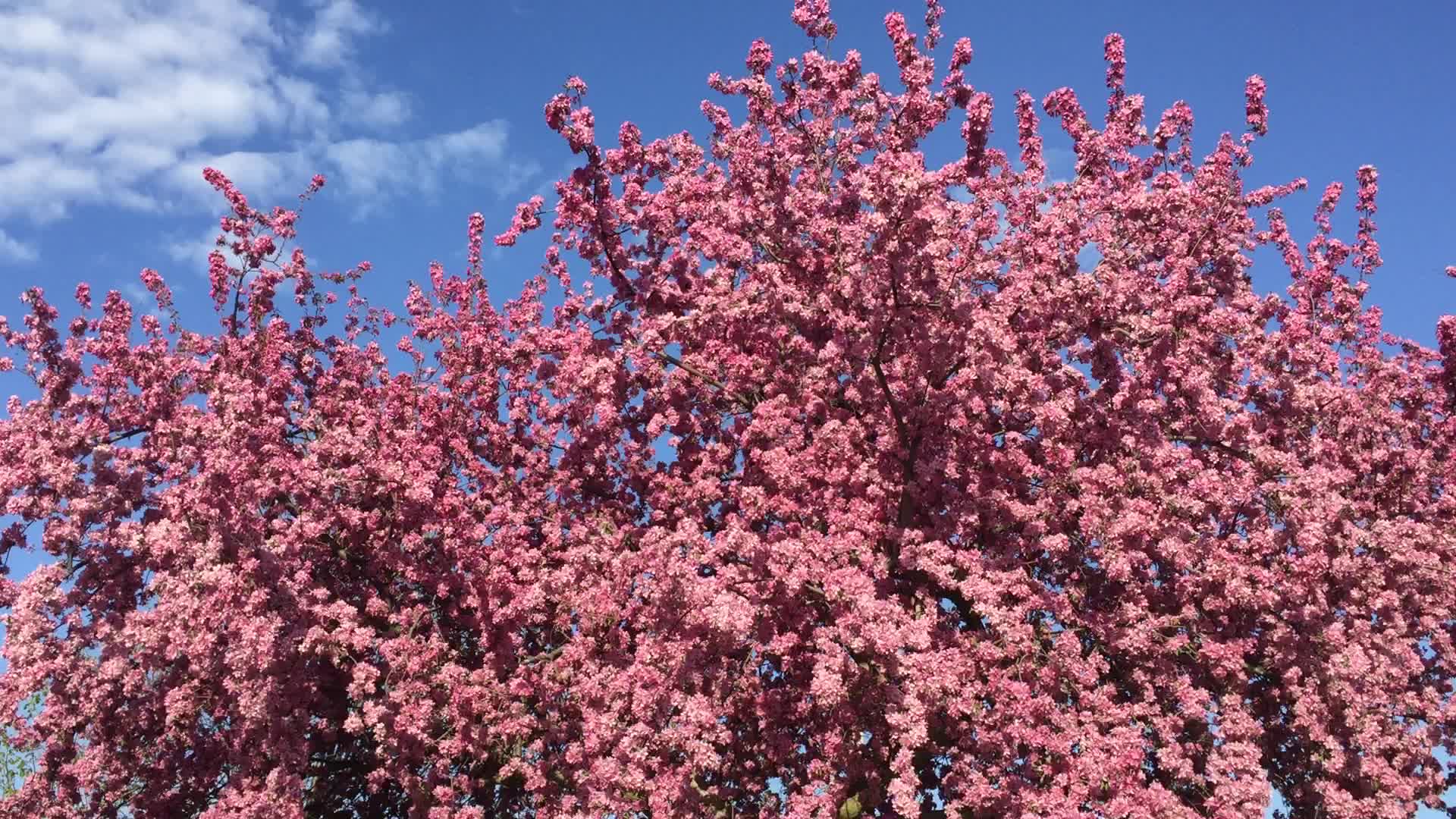 Spring Season in Canada