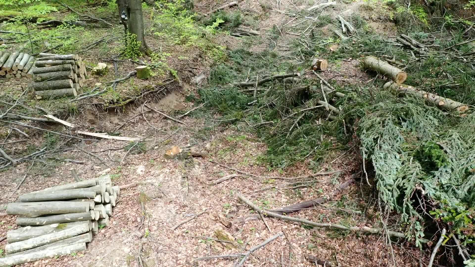 Protest against Deforestation in Poland