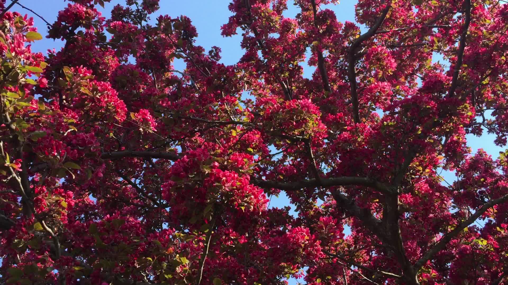 Spring season in Canada
