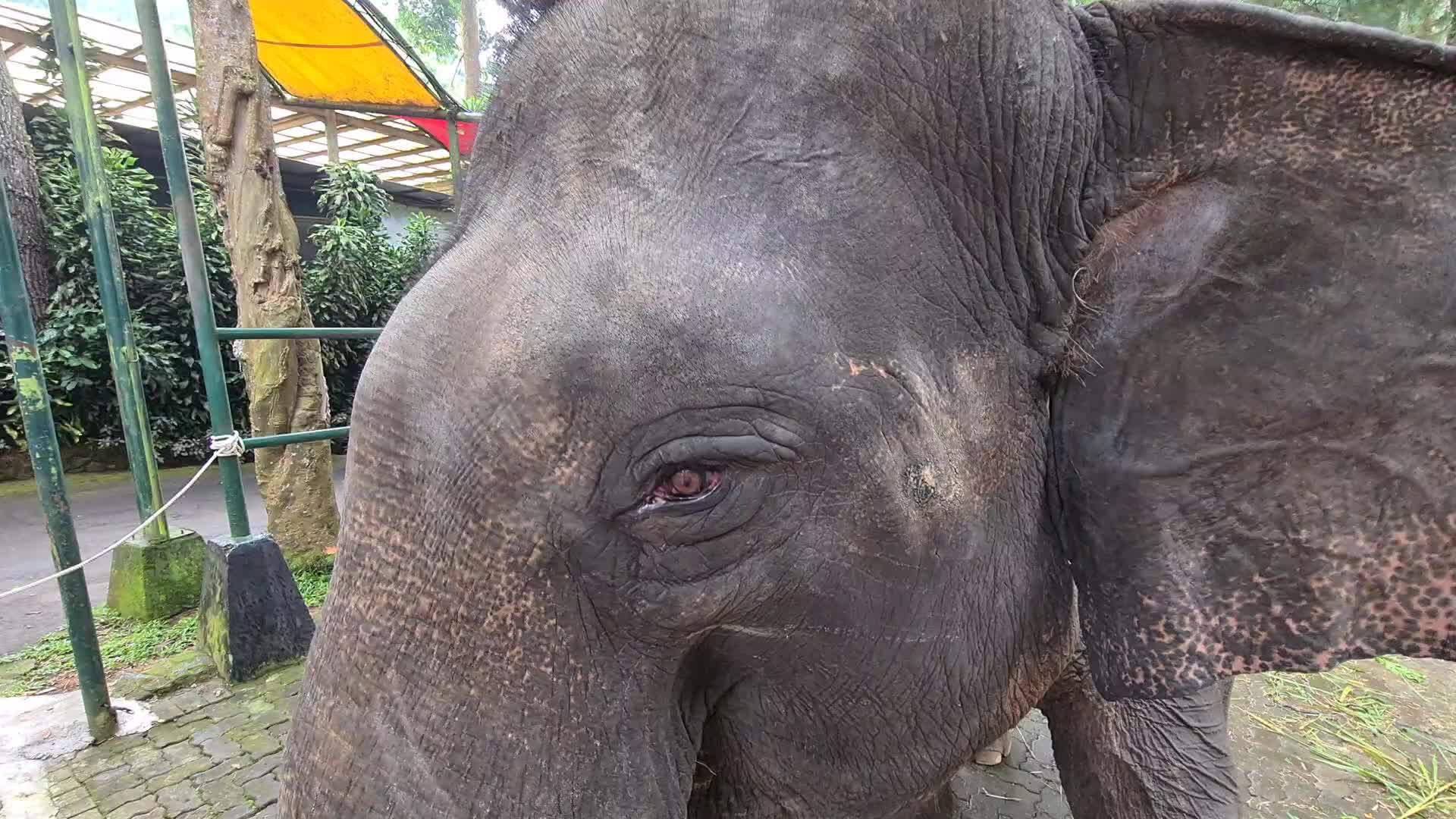 Taman Safari Zoo reopen in Indonesia amid the Covid-19 pandemic