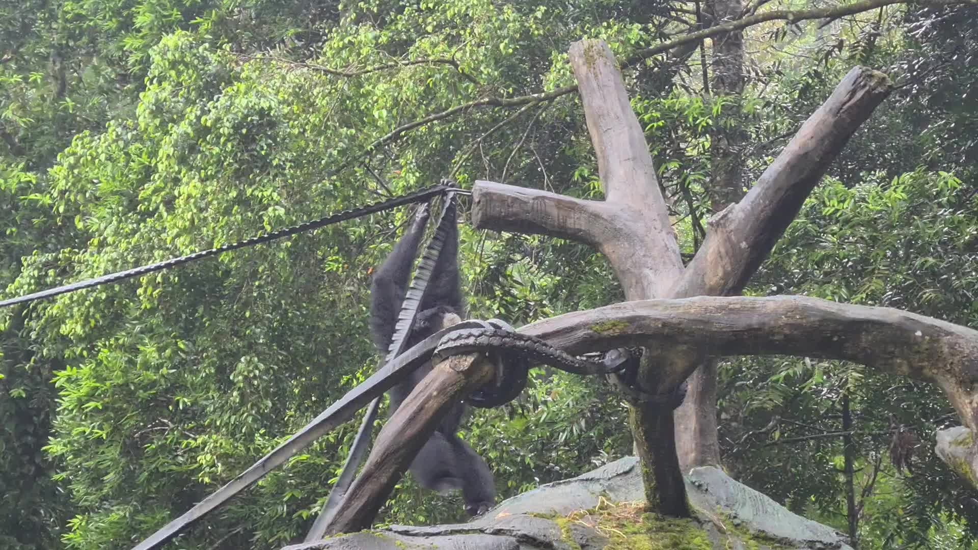 Taman Safari Zoo reopen in Indonesia amid the Covid-19 pandemic