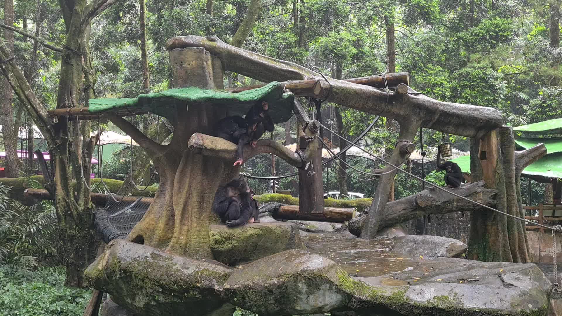 Taman Safari Zoo reopen in Indonesia amid the Covid-19 pandemic