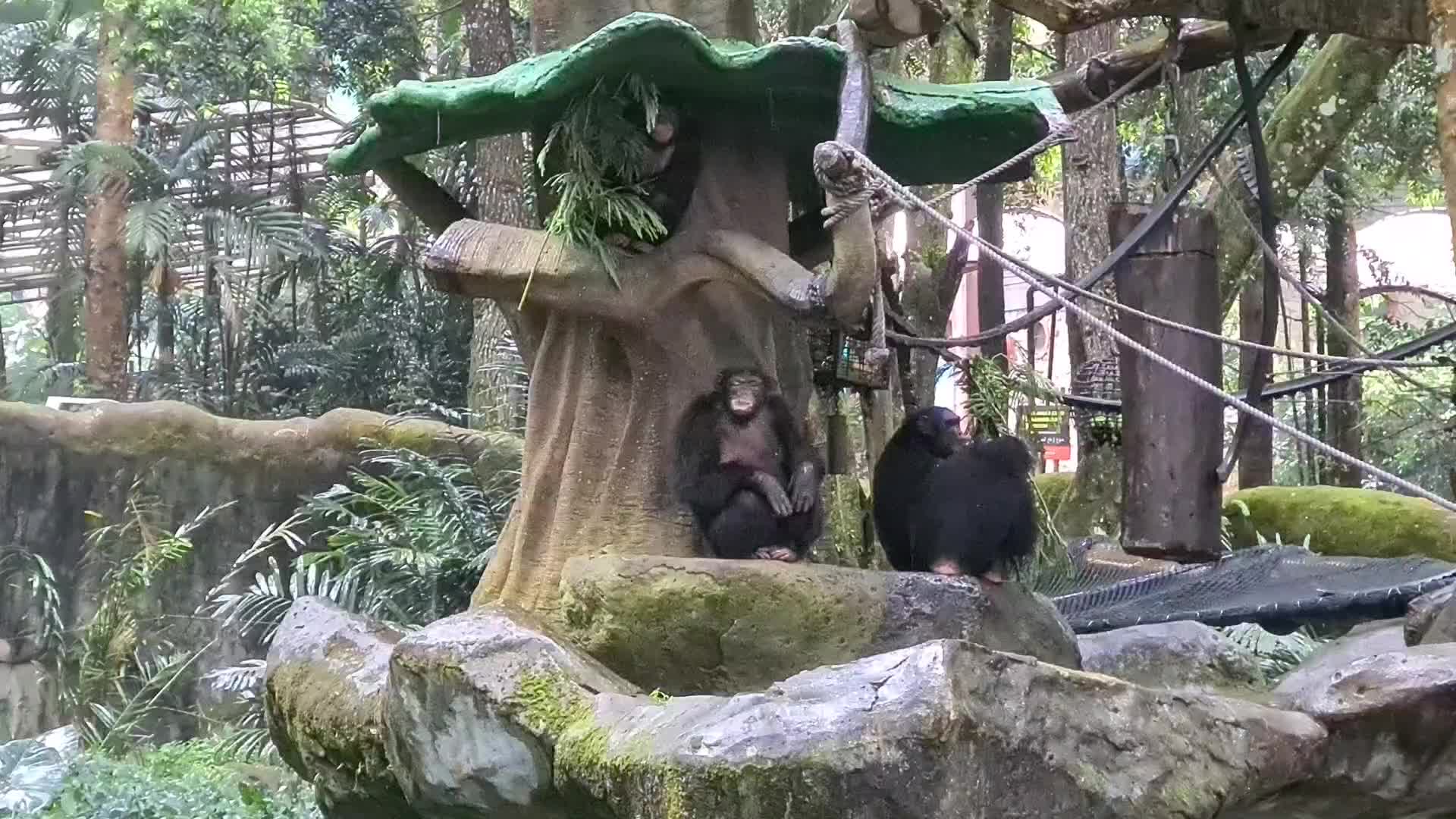 Taman Safari Zoo reopen in Indonesia amid the Covid-19 pandemic
