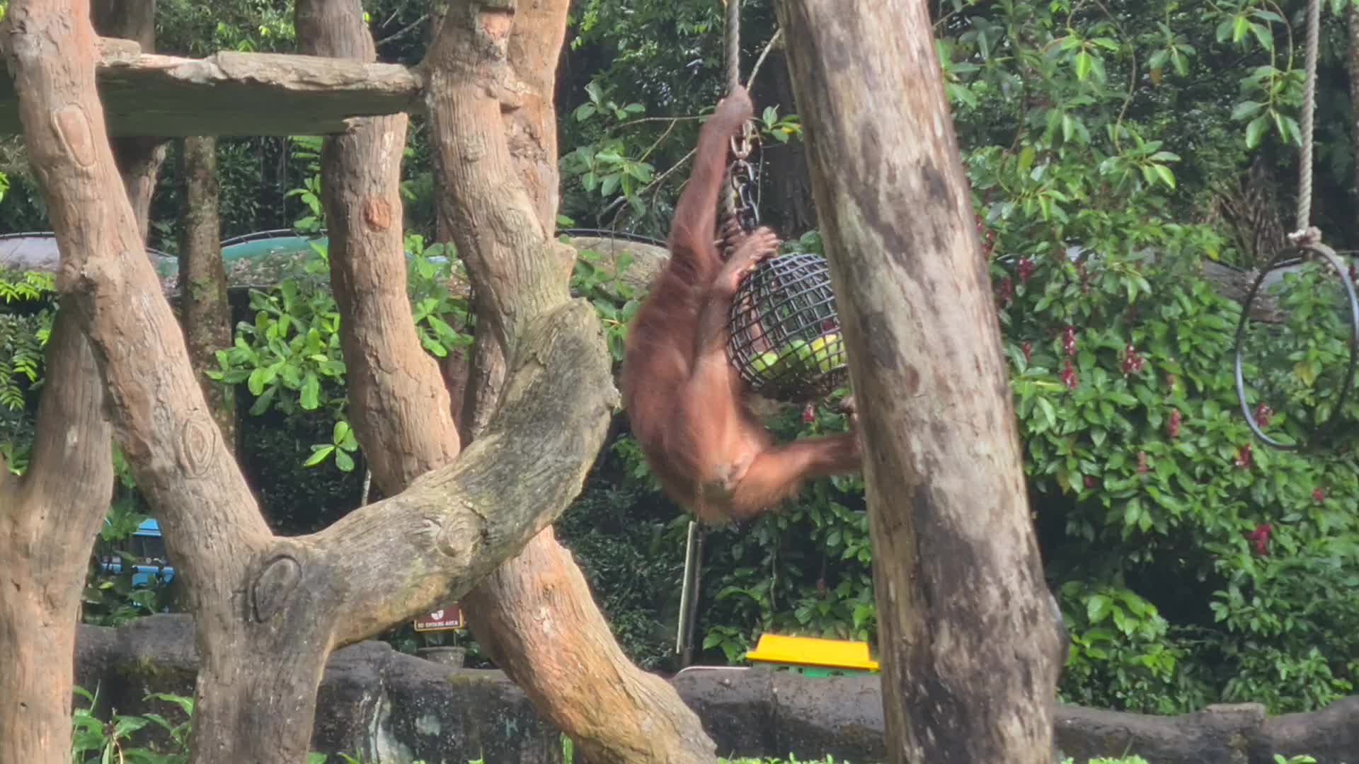Taman Safari Zoo reopen in Indonesia amid the Covid-19 pandemic