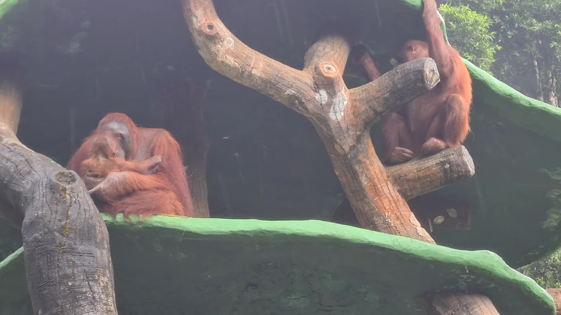 Taman Safari Zoo reopen in Indonesia amid the Covid-19 pandemic