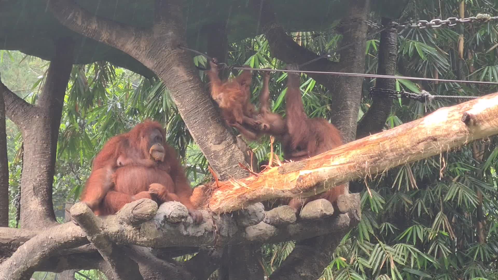 Taman Safari Zoo reopen in Indonesia amid the Covid-19 pandemic