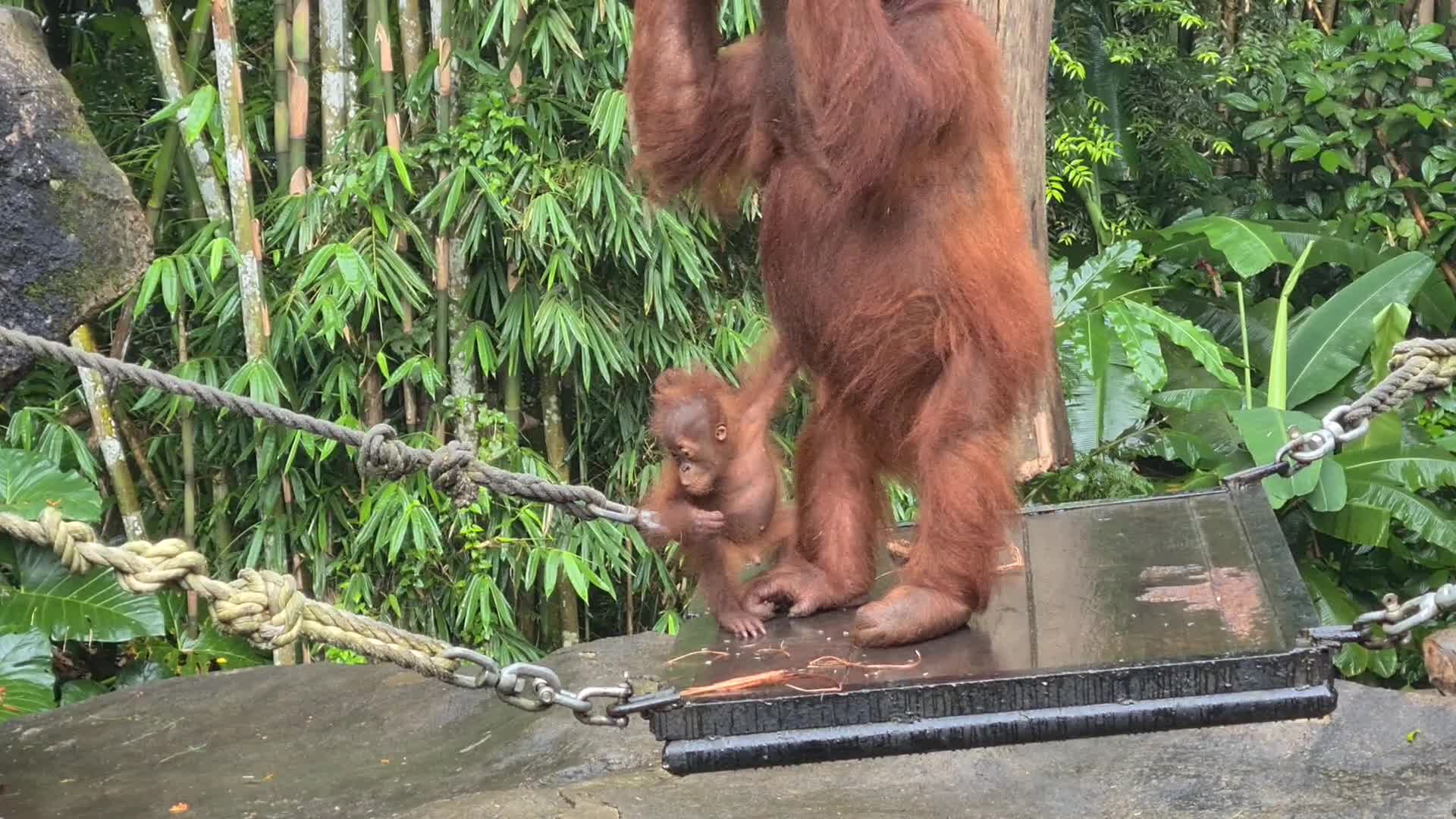 Taman Safari Zoo reopen in Indonesia amid the Covid-19 pandemic