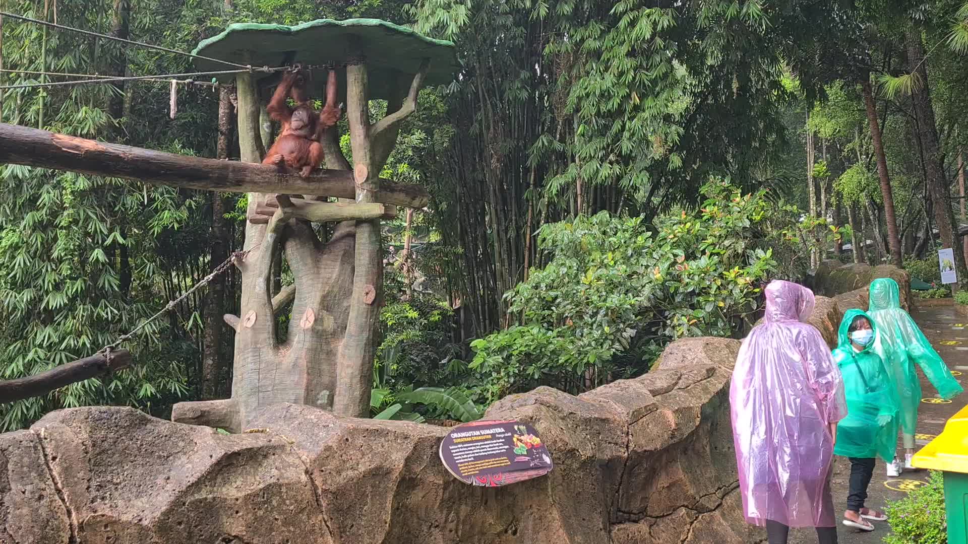 Taman Safari Zoo reopen in Indonesia amid the Covid-19 pandemic