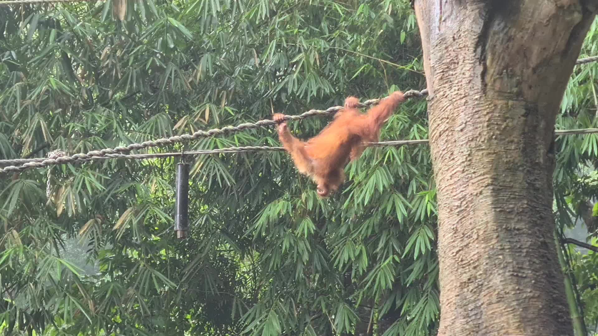Taman Safari Zoo reopen in Indonesia amid the Covid-19 pandemic