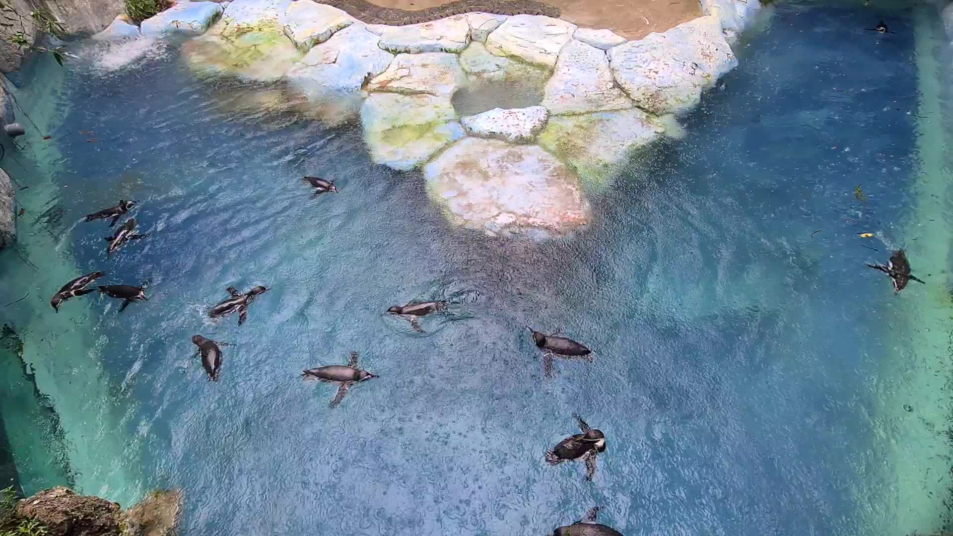 Taman Safari Zoo reopen in Indonesia amid the Covid-19 pandemic