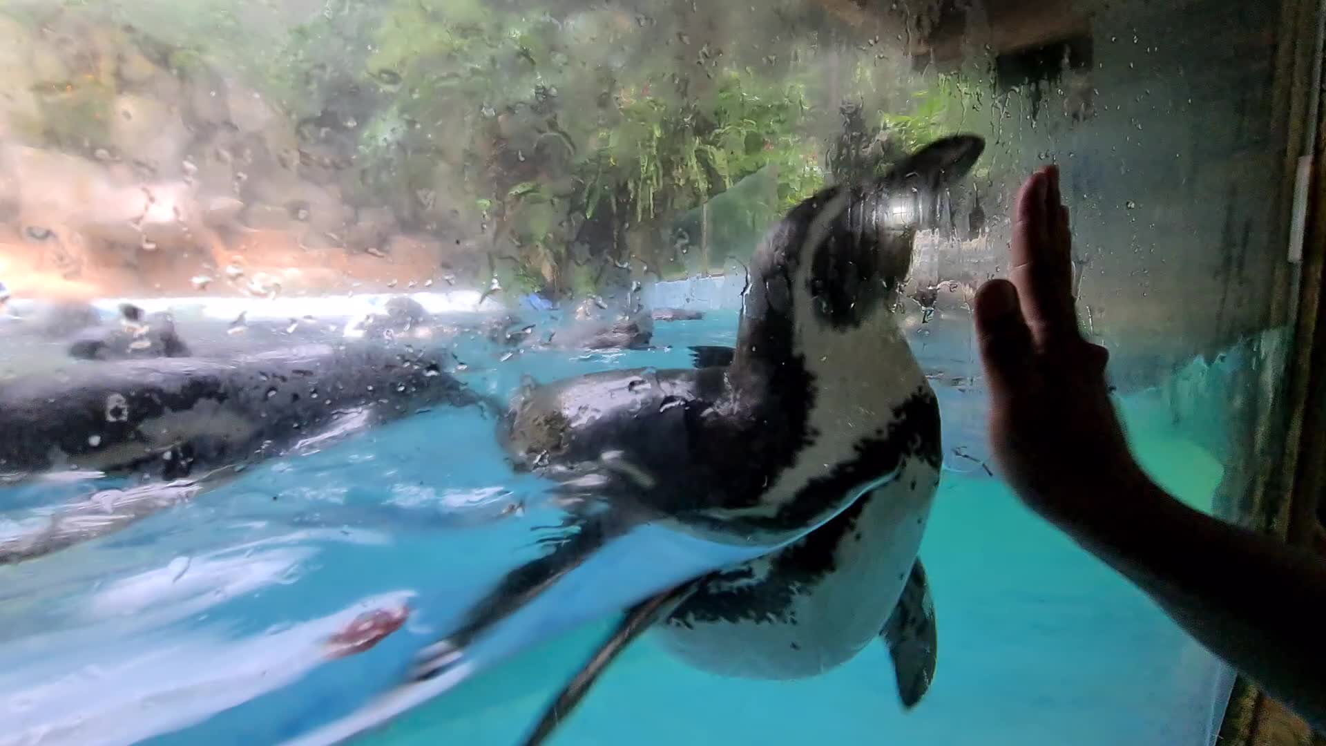 Taman Safari Zoo reopen in Indonesia amid the Covid-19 pandemic