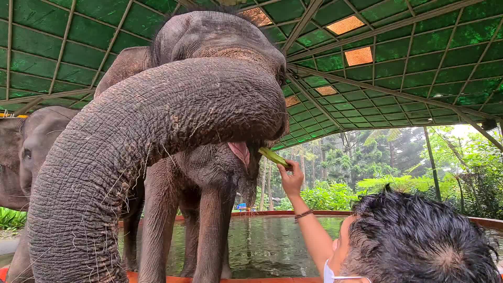 Taman Safari Zoo reopen in Indonesia amid the Covid-19 pandemic