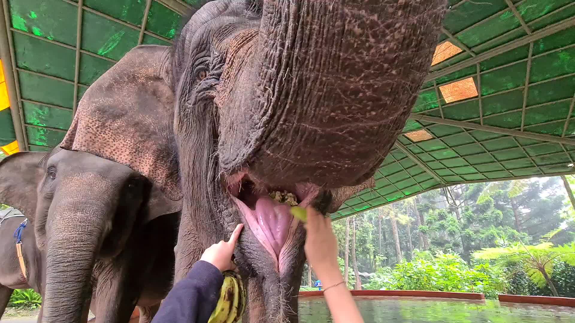 Taman Safari Zoo reopen in Indonesia amid the Covid-19 pandemic