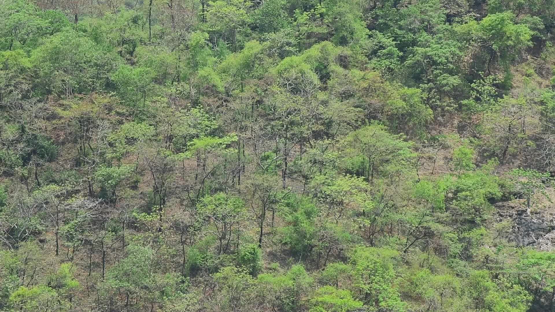 Clean and pollution-free environment due to lockdown