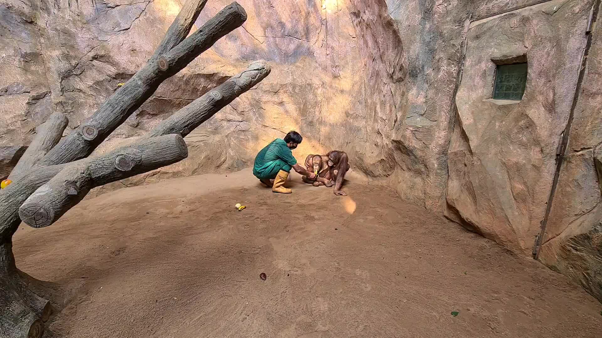 Animal Care at Ragunan Zoo in Indonesia