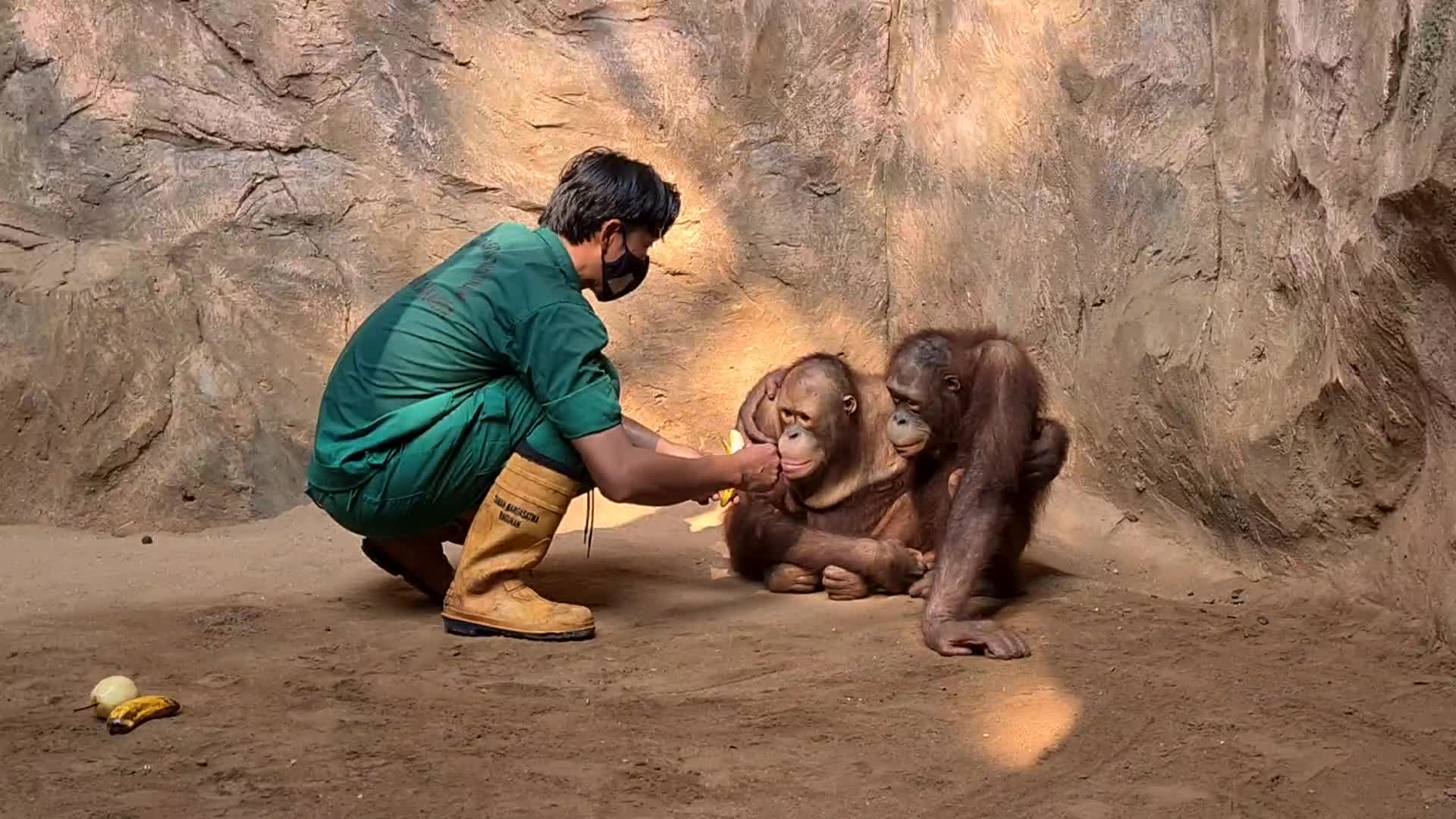 Animal Care at Ragunan Zoo in Indonesia