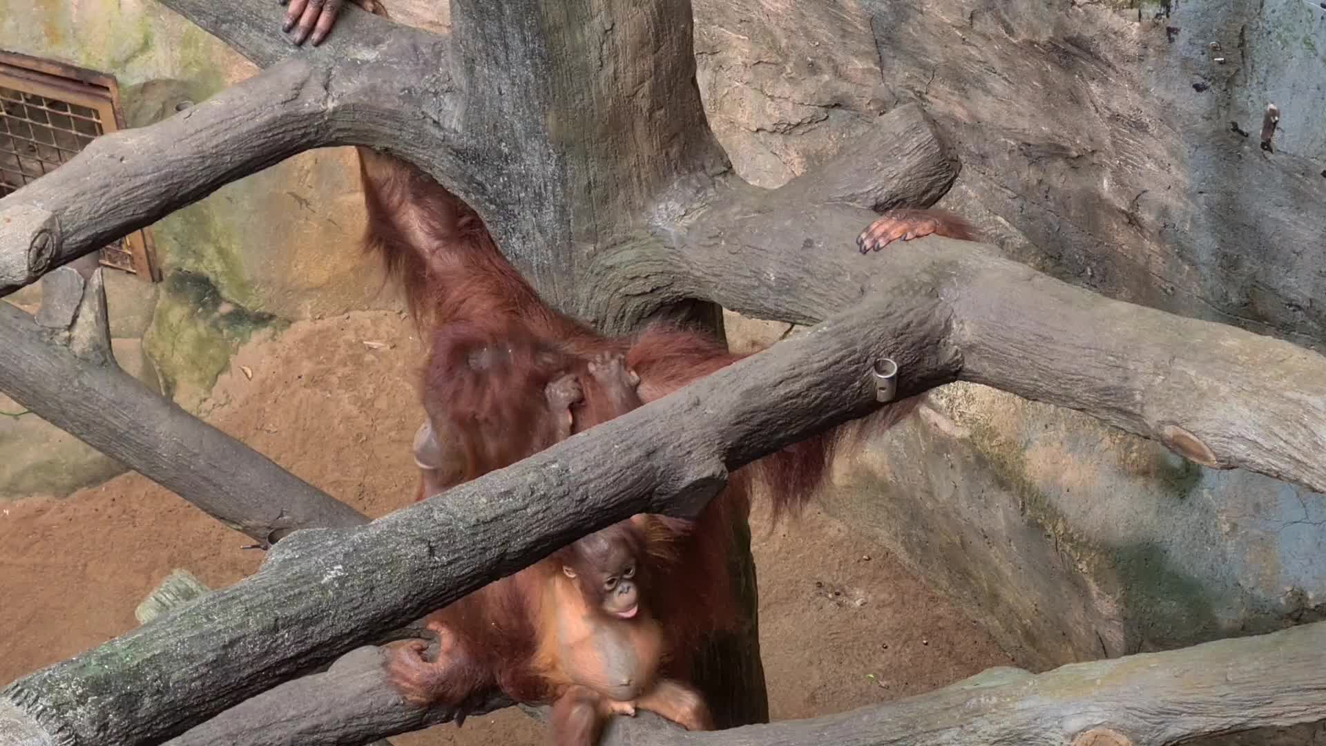Animal Care at Ragunan Zoo in Indonesia