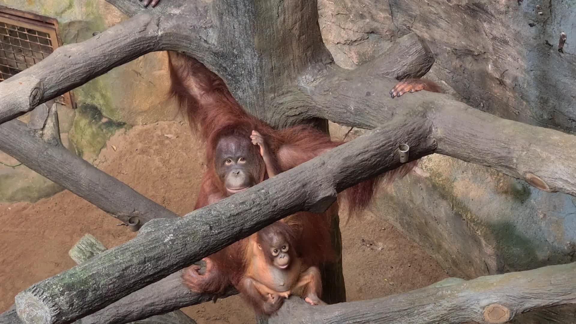 Animal Care at Ragunan Zoo in Indonesia