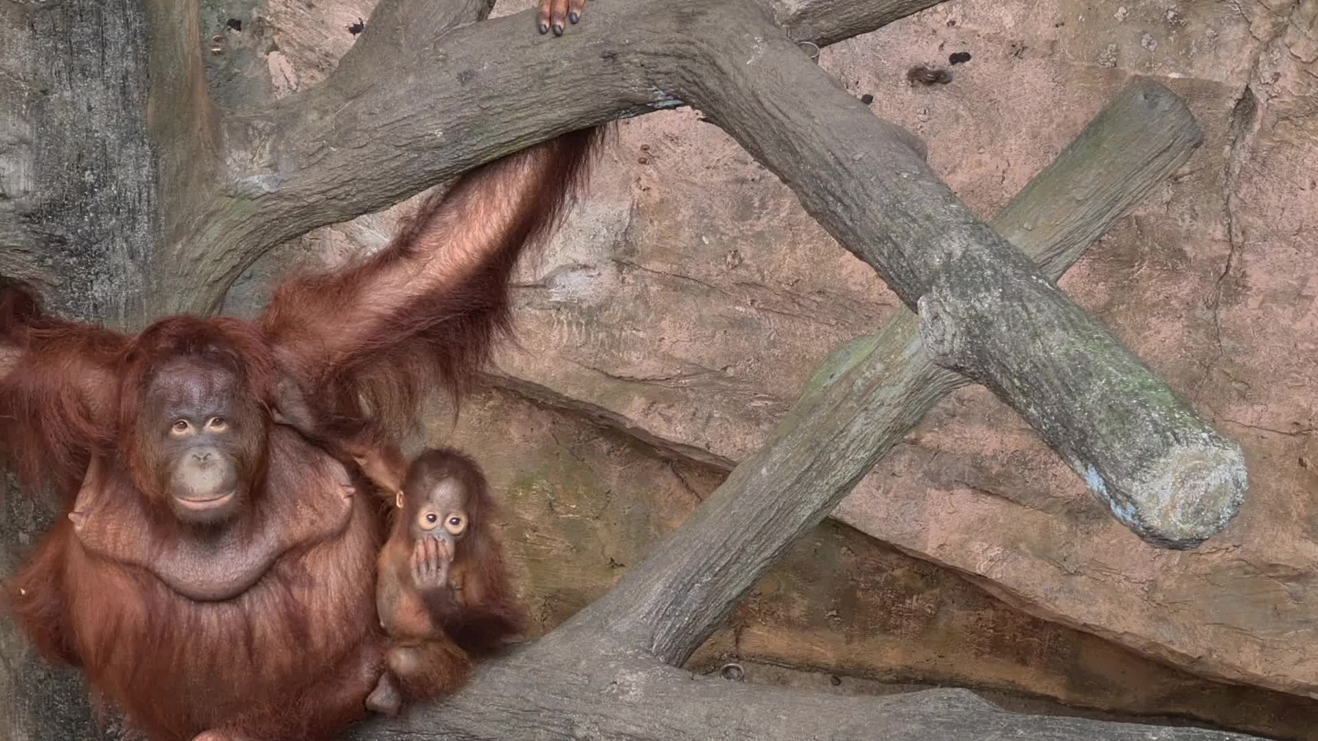 Animal Care at Ragunan Zoo in Indonesia