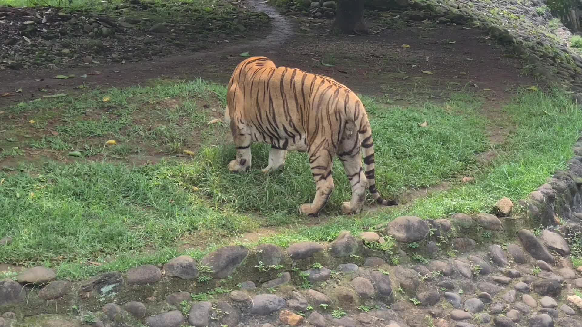 Visit of a zoo in Indonesia