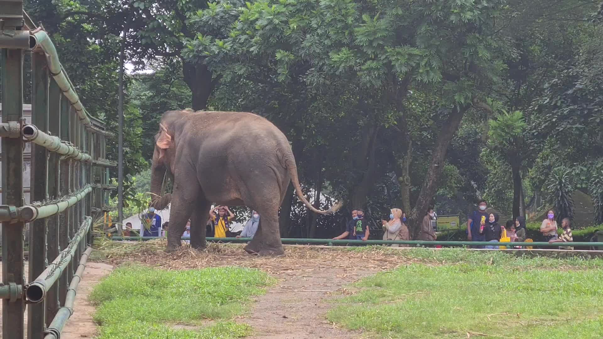 Visit of a zoo in Indonesia
