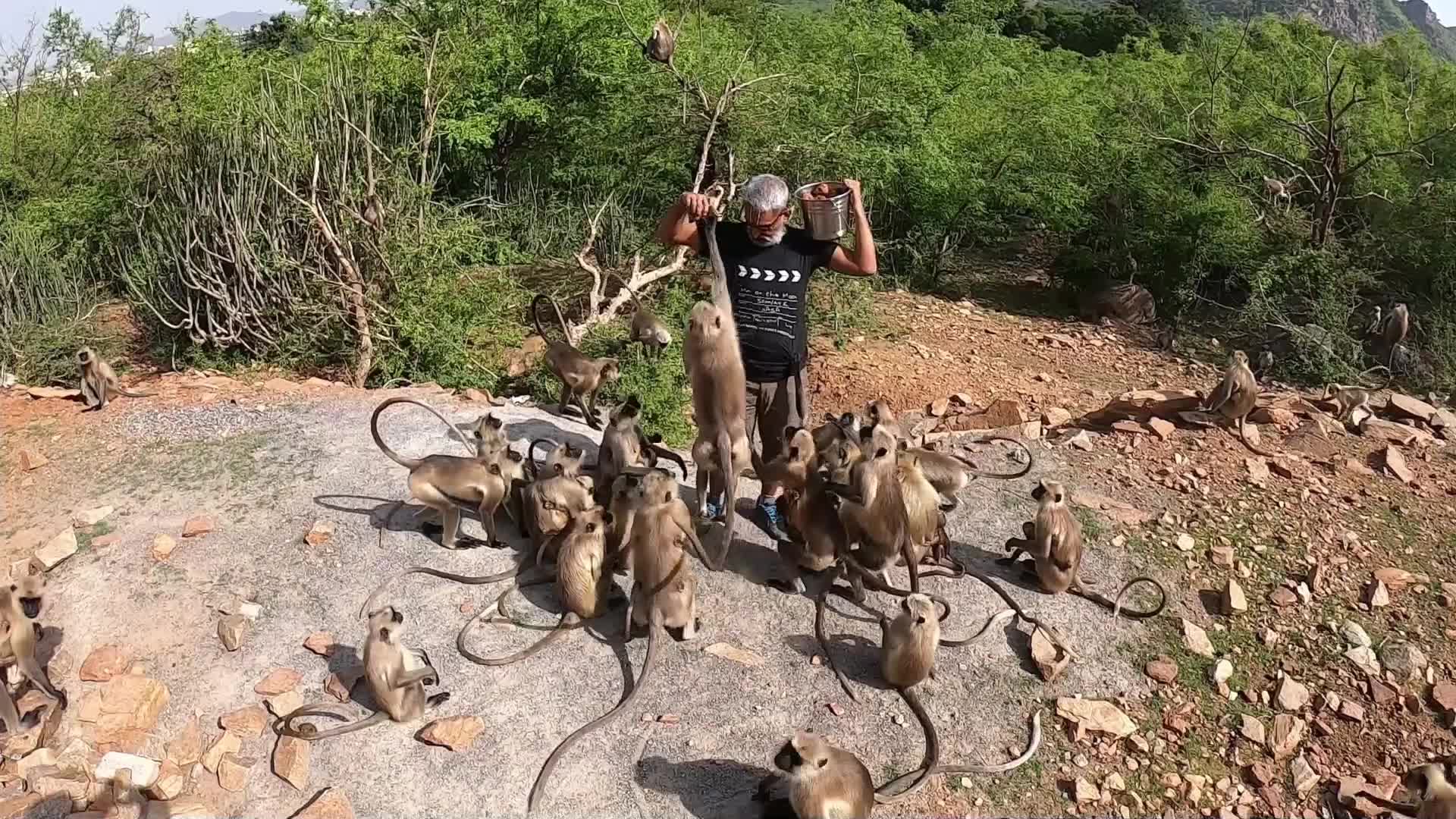 Hindu Priest Shashi Kant Sharma feeds langur monkeys