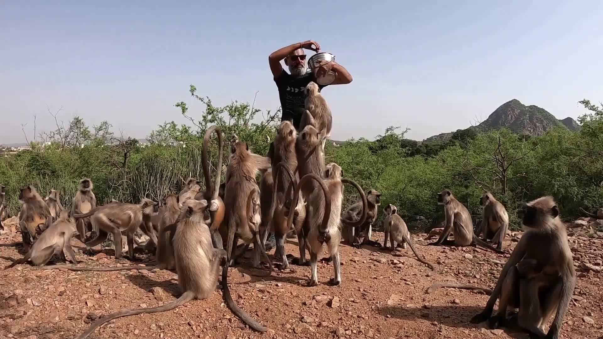 Hindu Priest Shashi Kant Sharma feeds langur monkeys