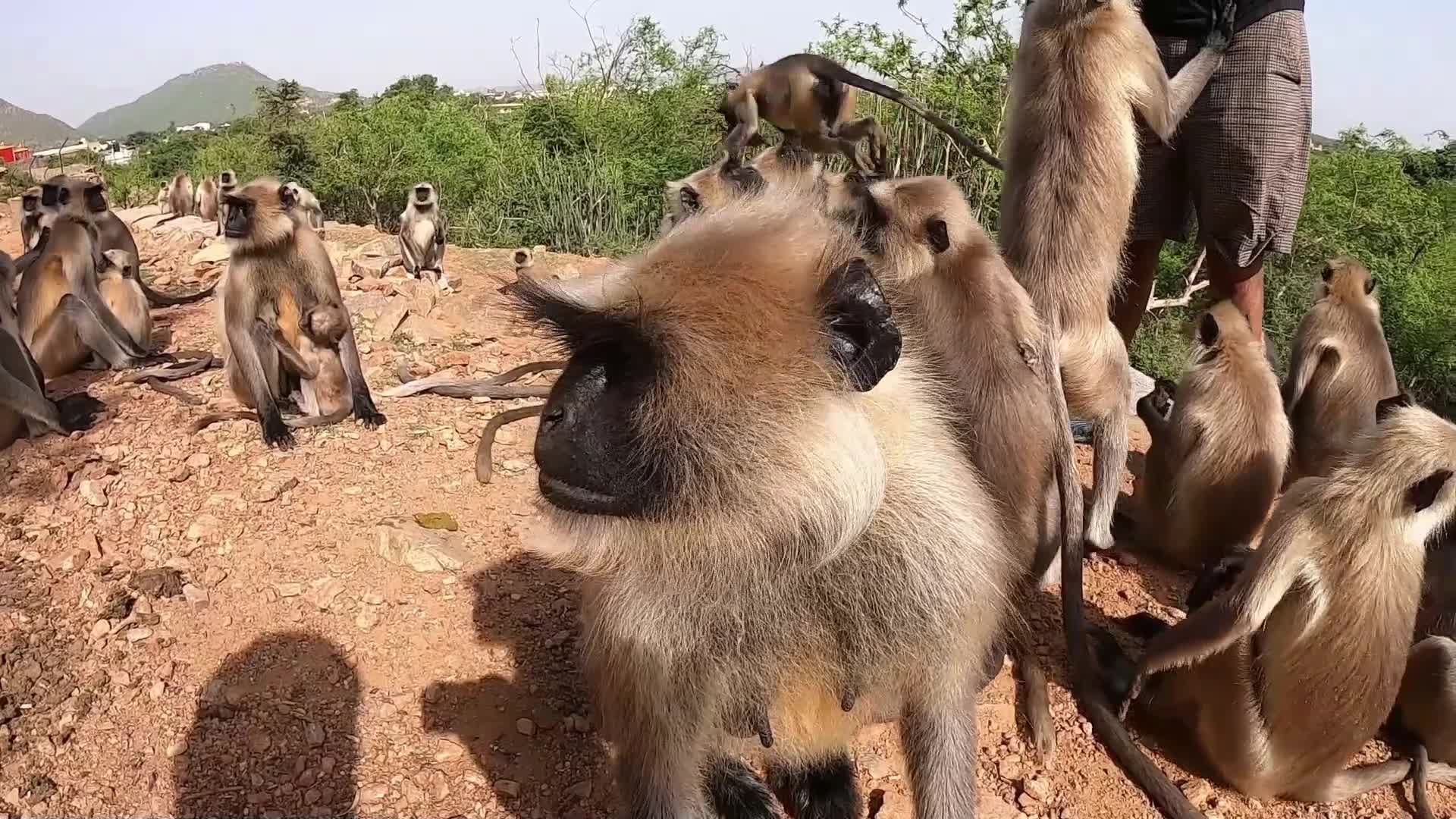 Hindu Priest Shashi Kant Sharma feeds langur monkeys