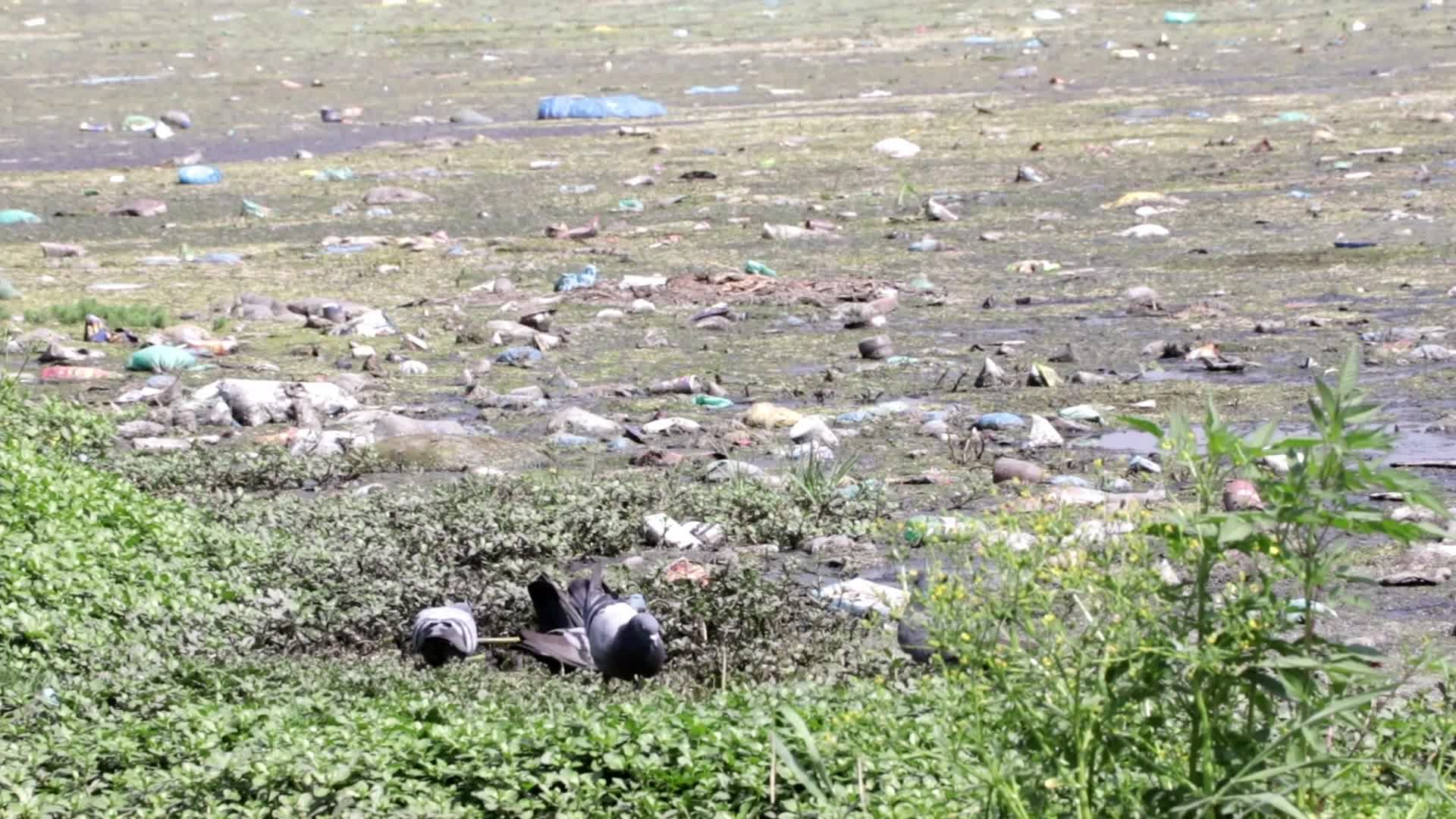 Baba Demh, Srinagar city’s Polluted Water body