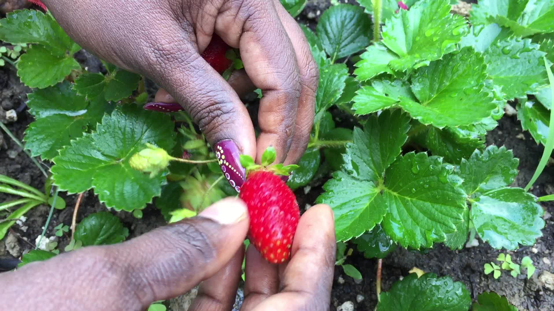 Strawberry picking in Canada