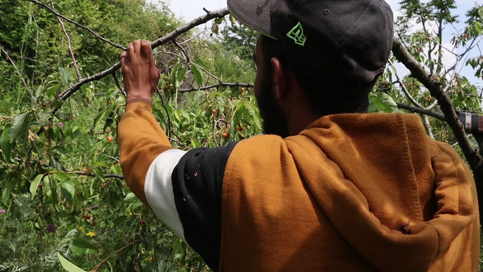 Cherry Harvest in Kashmir