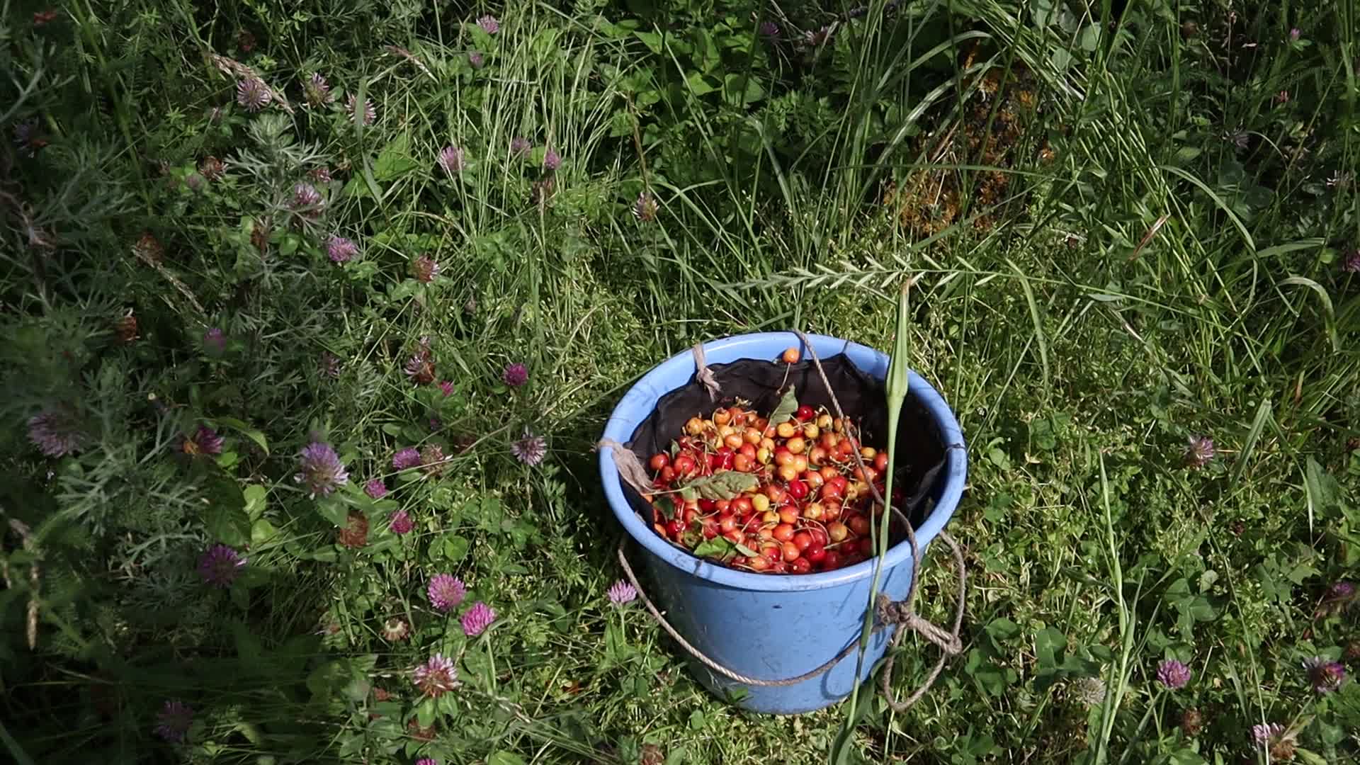 Cherry Harvest in Kashmir
