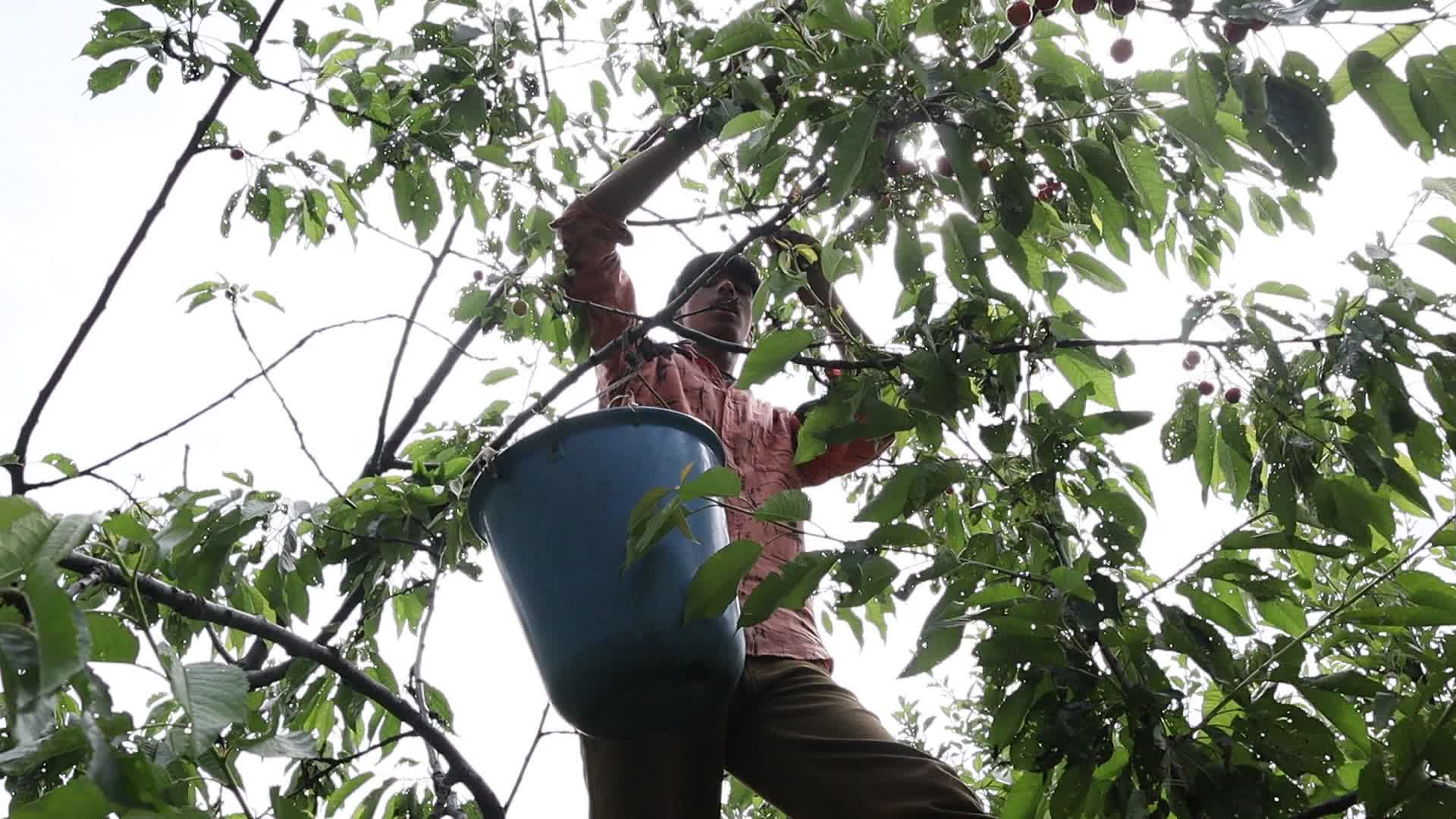Cherry Harvest in Kashmir