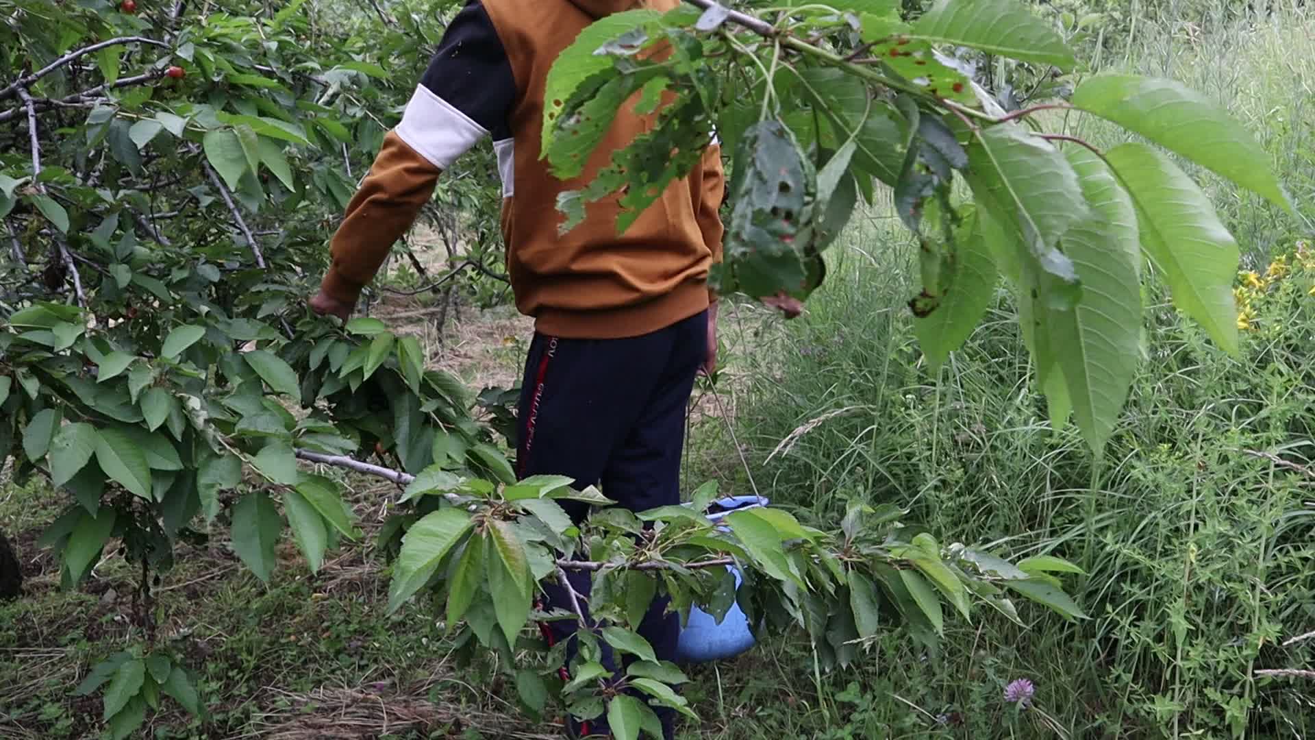 Cherry Harvest in Kashmir