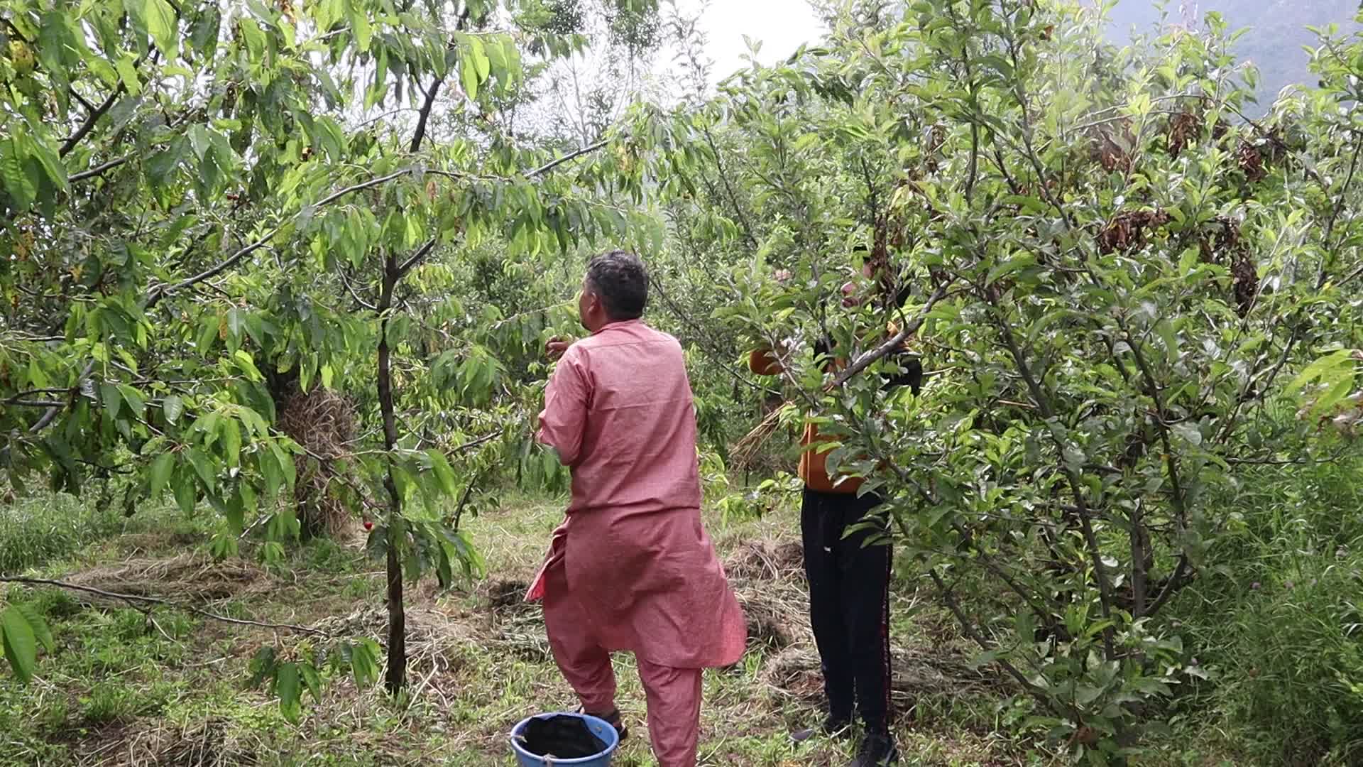 Cherry Harvest in Kashmir